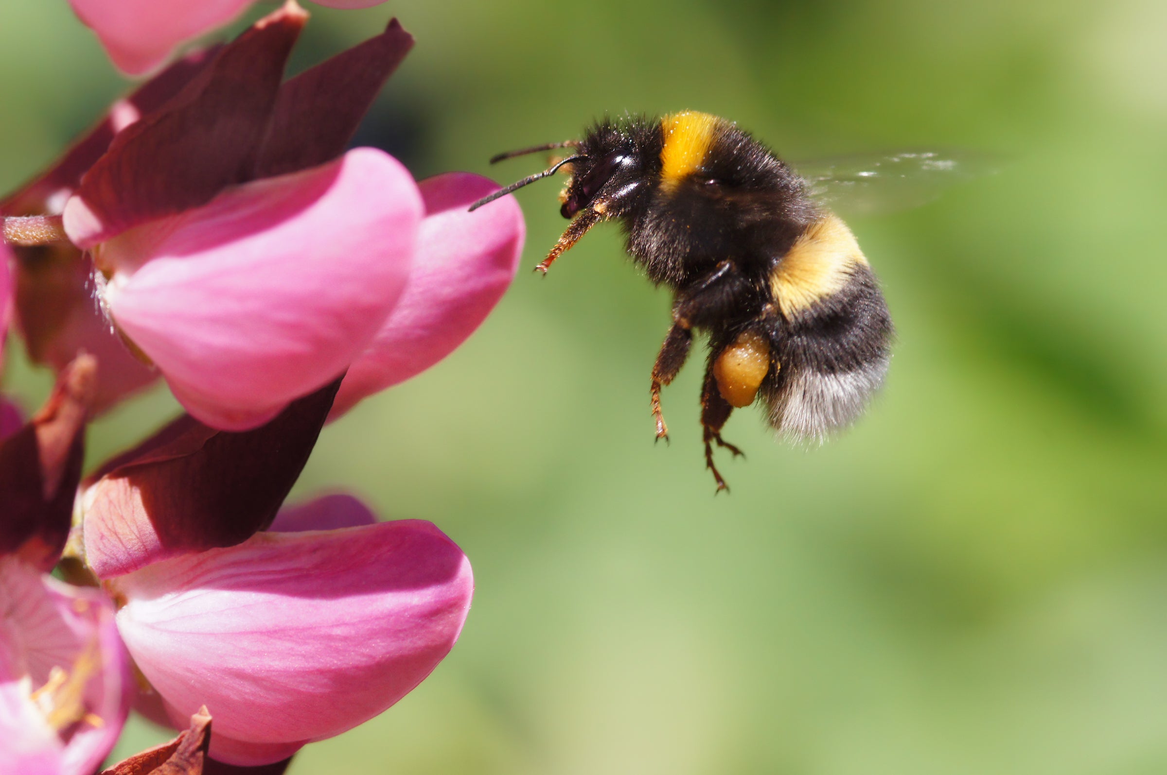 A bumblebee flies toward a flower. Bees are critical workers, pollinating many crops the world depends on for food.