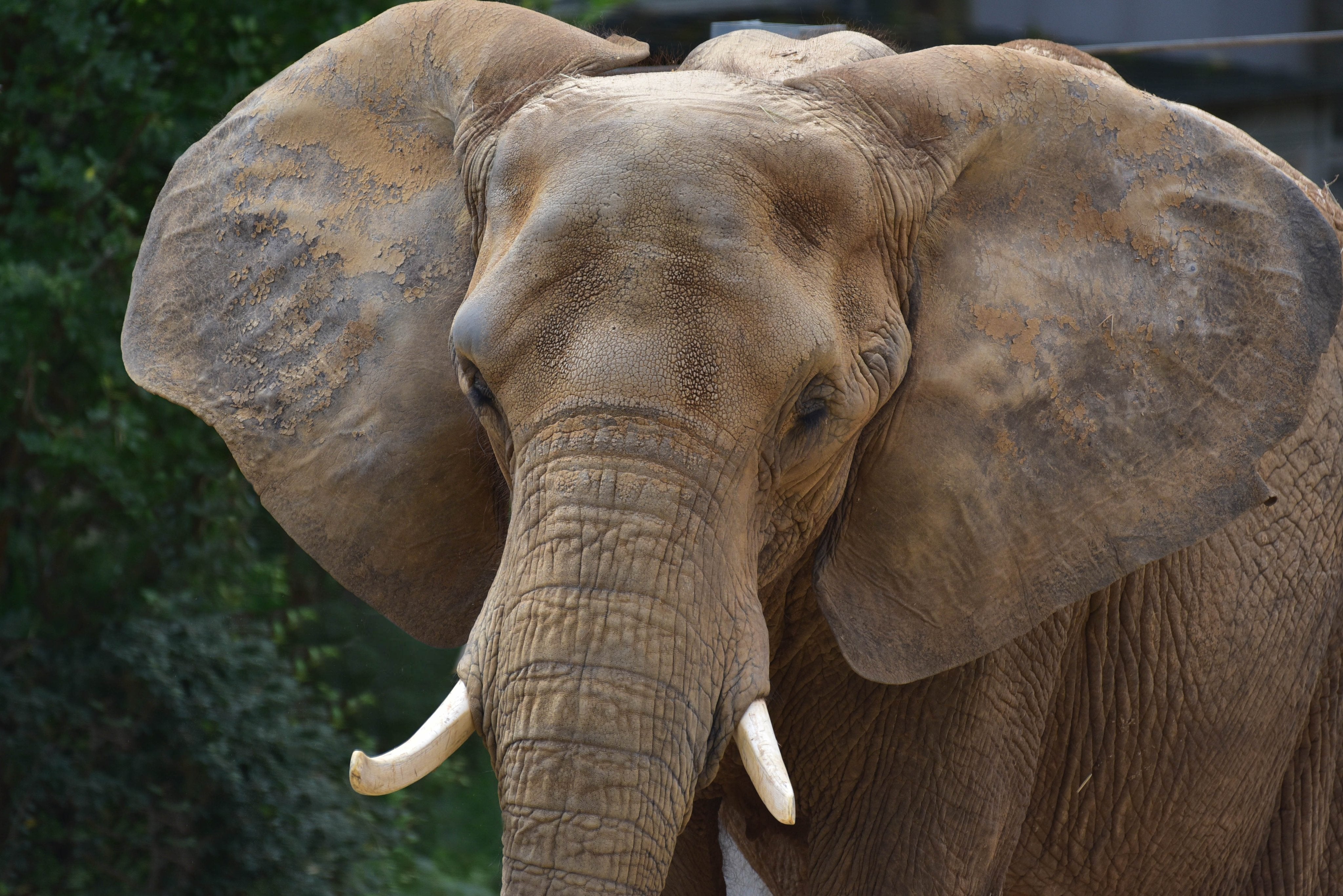 Anna the African elephant was euthanized Tuesday after taking a fall. The Maryland Zoo said the endangered animal was 49 years old: more than a decade older than the median life expectancy for female African elephants.