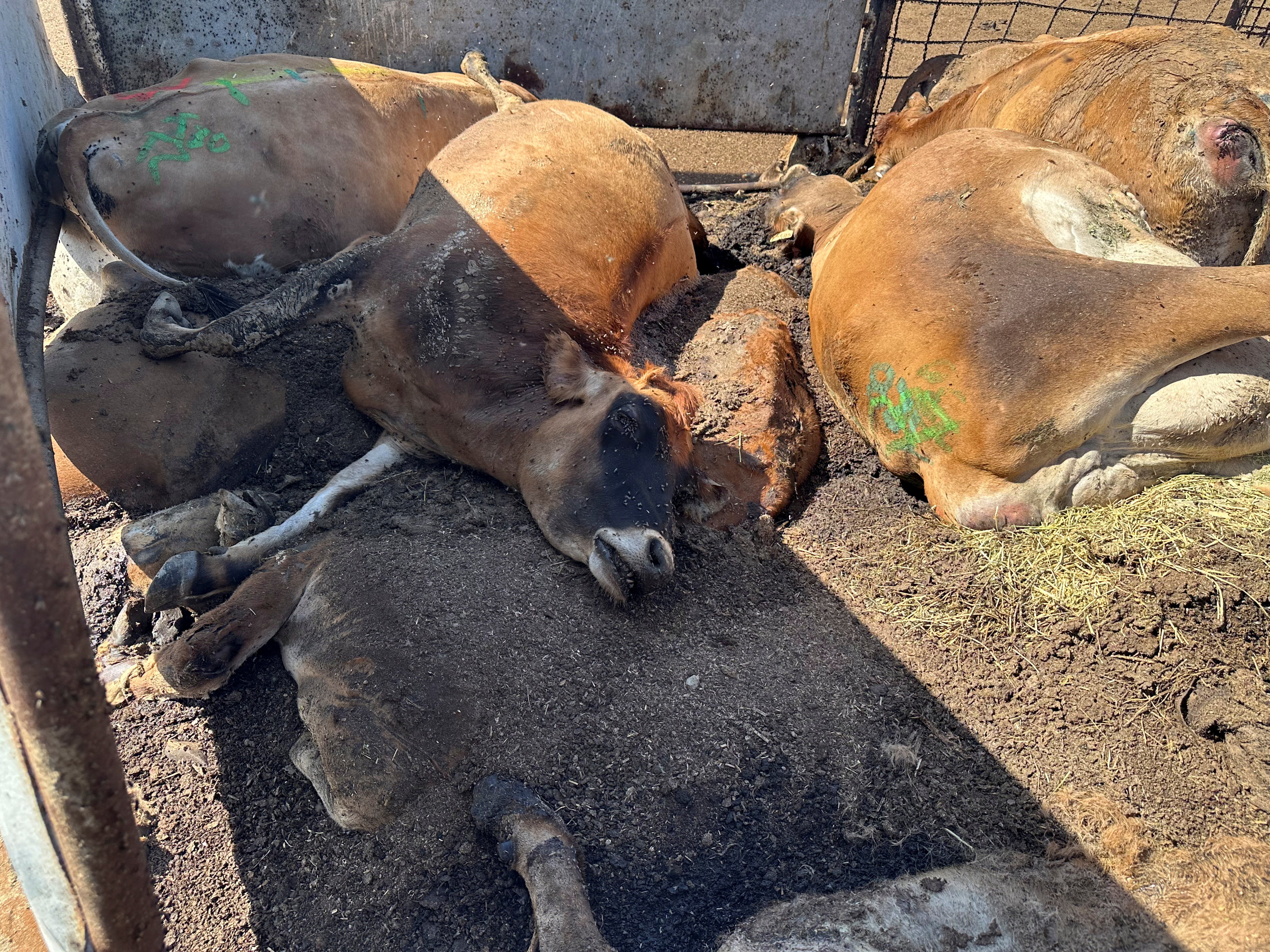 Cows that died after being infected with bird flu await pickup trucks earlier this month in Tulare County, California. More than 100 livestock herds have been infected throughout the state.