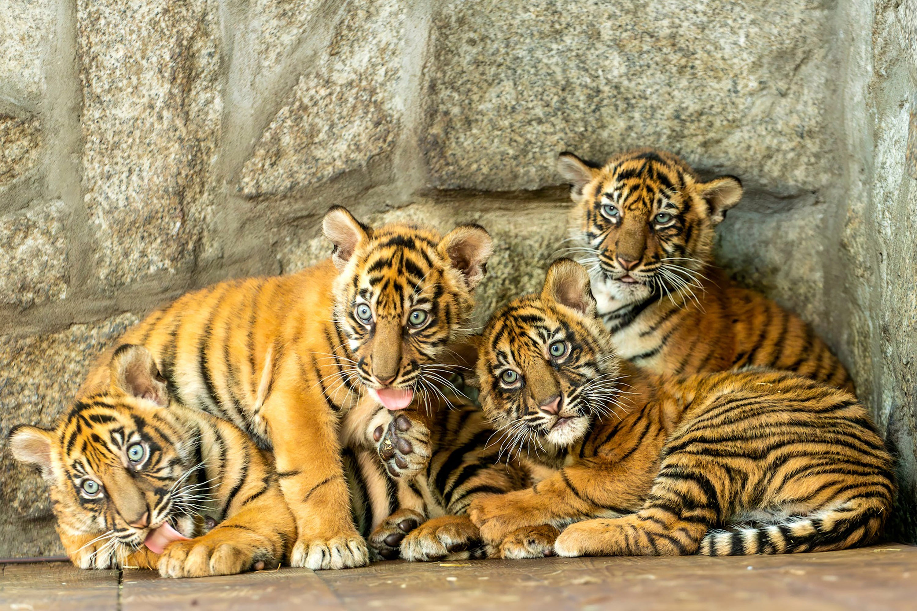 Poland Sumatran Tigers