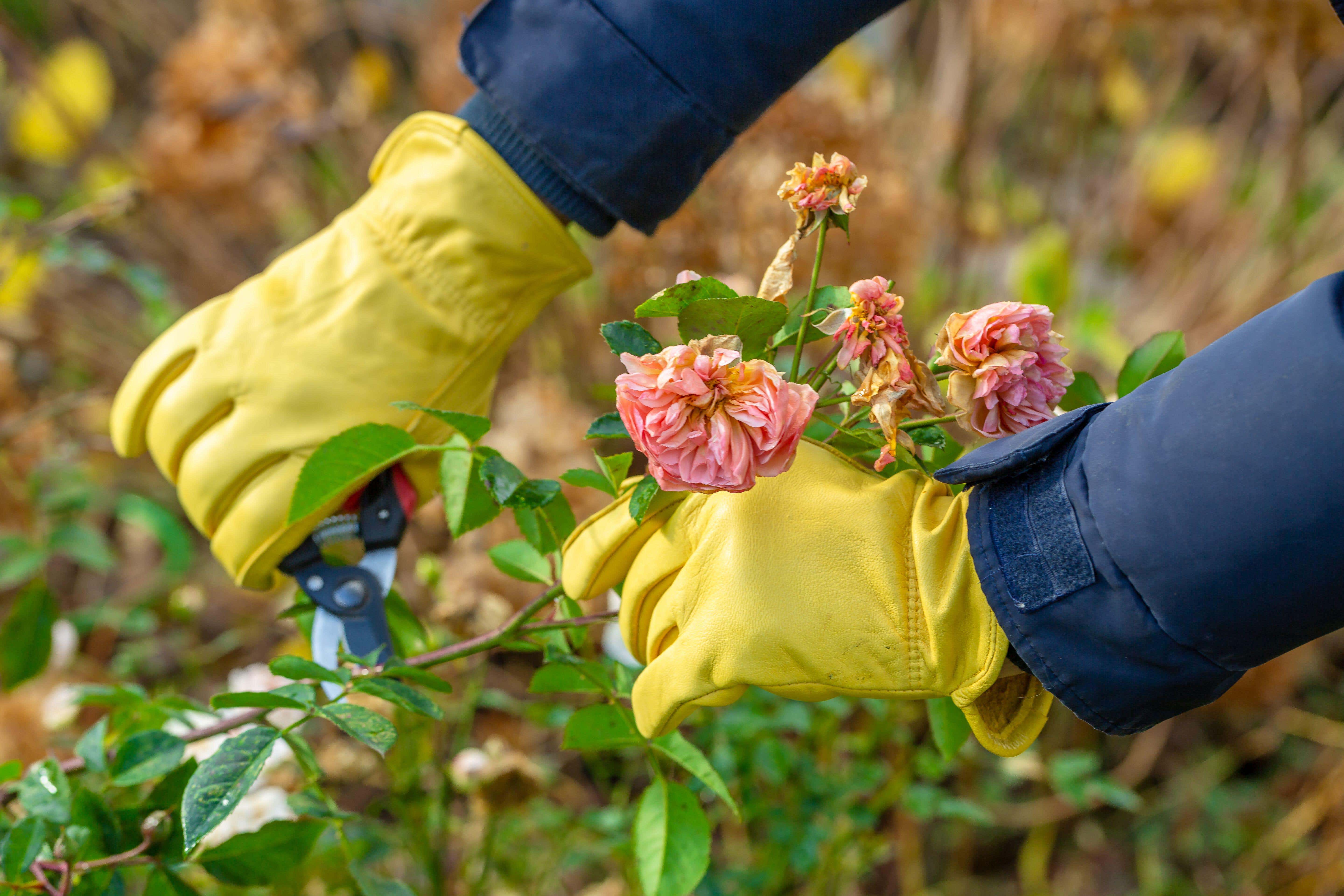 Seasonal care hacks for your garden (Alamy/PA)