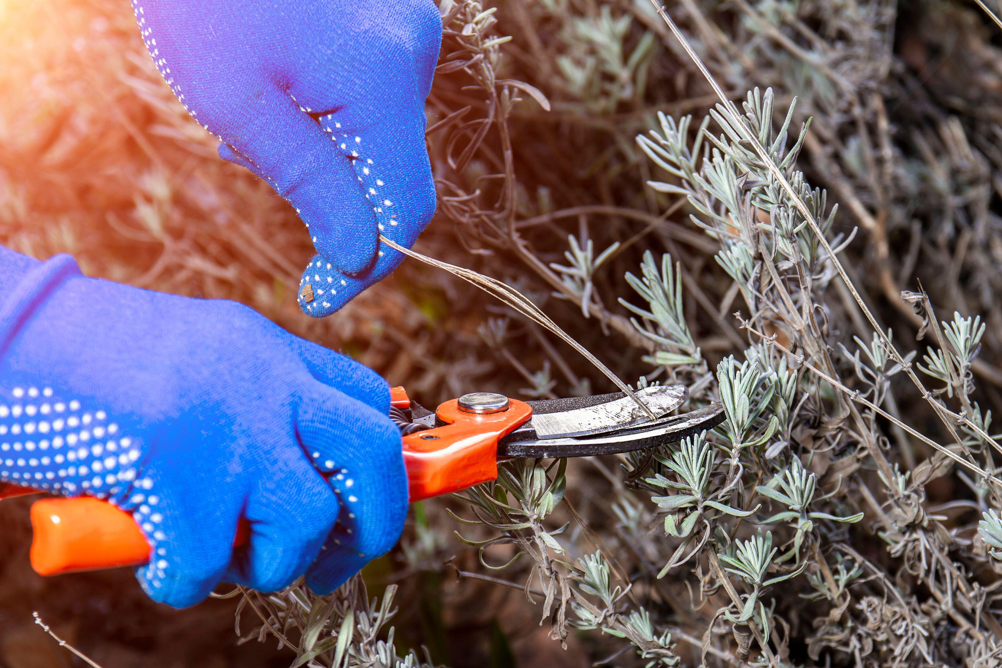 Pruning lavender