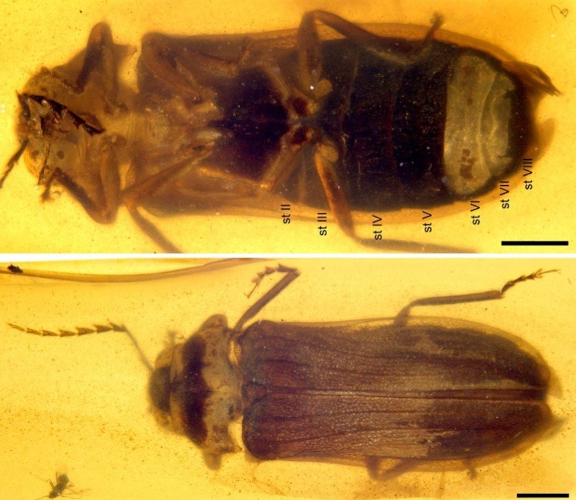 Firefly species Flammarionella hehaikuni uncovered from mid-Cretaceous Burmese amber