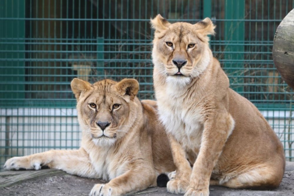 The lions will find a new home in West Lothian (Five Sisters Zoo/PA)