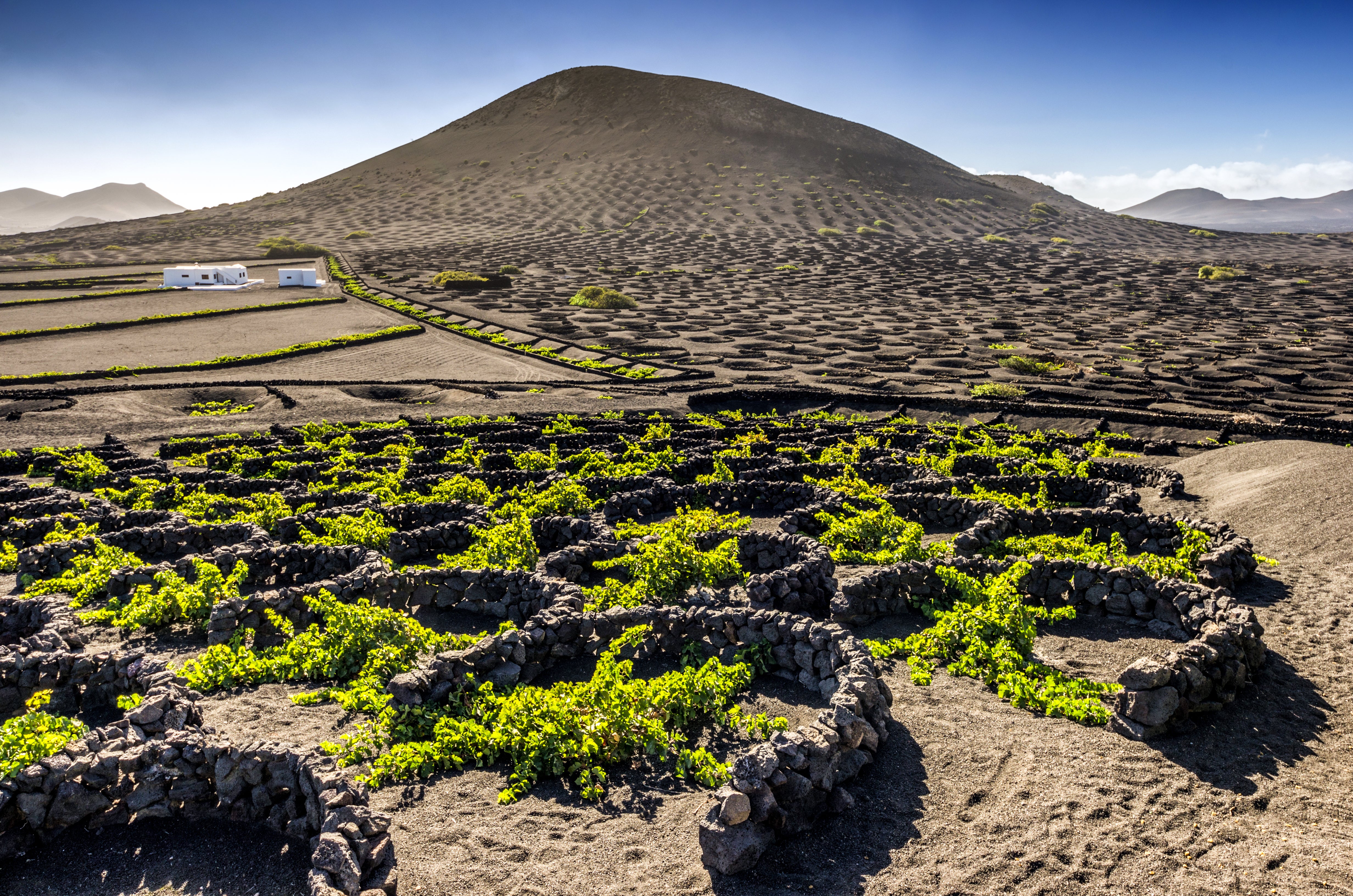 Volcanic eruptions in the 1730s created a new composition that allowed grapevines to survive