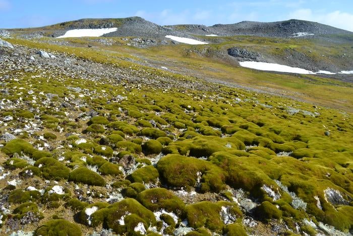 Ardley Island, an island in the Antarctic, is covered in lush green vegetation. Research published earlier this month found vegetation across the Antarctic Peninsula has exploded over the past 40 years.