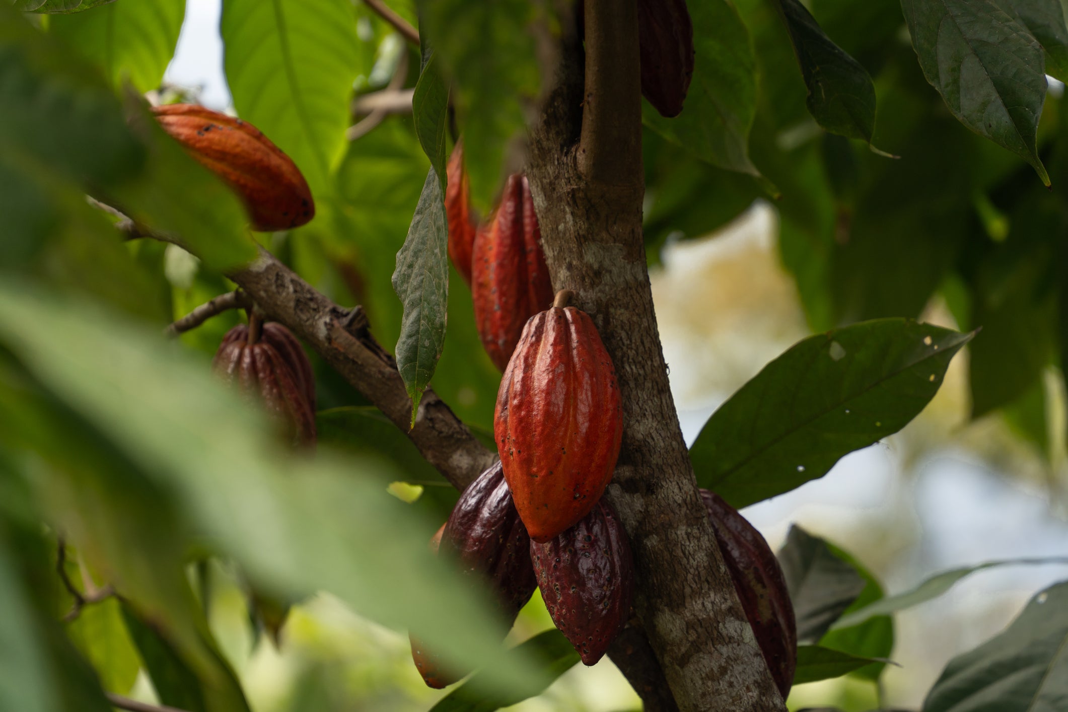 Cocoa fruit is seen on a plant. It takes very specific conditions to grow the fruit that produces cocoa beans, and climate change is having an affect on seasonal yields