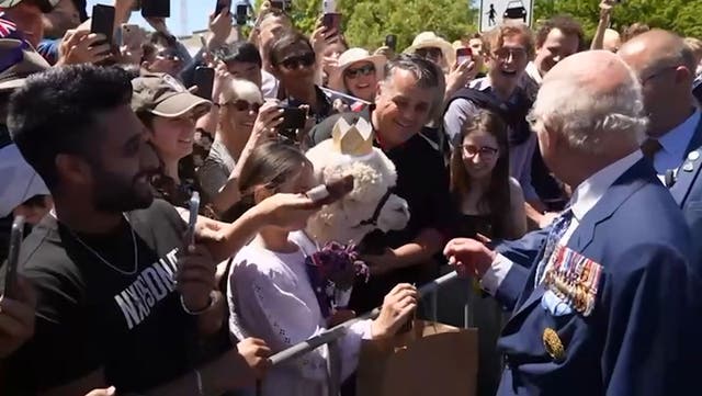 <p>Alpaca sneezes on King Charles during walkabout in Australia.</p>