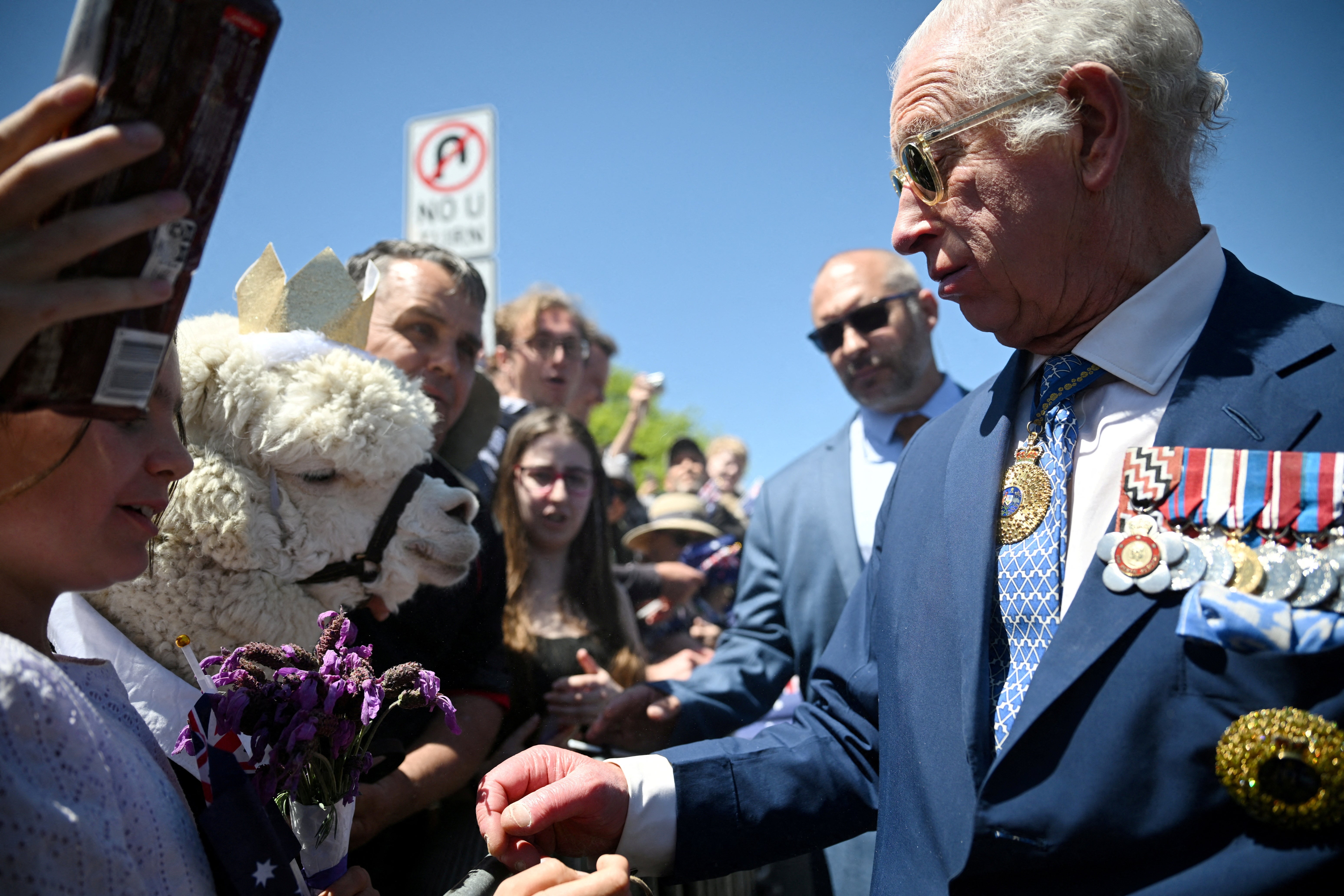 The alpaca wore a gold crown for the occassion.