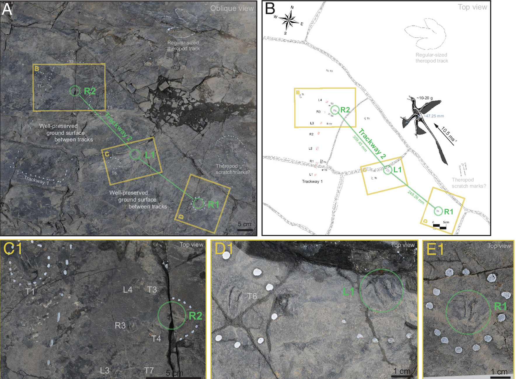 Likely path taken by dinosaur D rarus as it left footprints