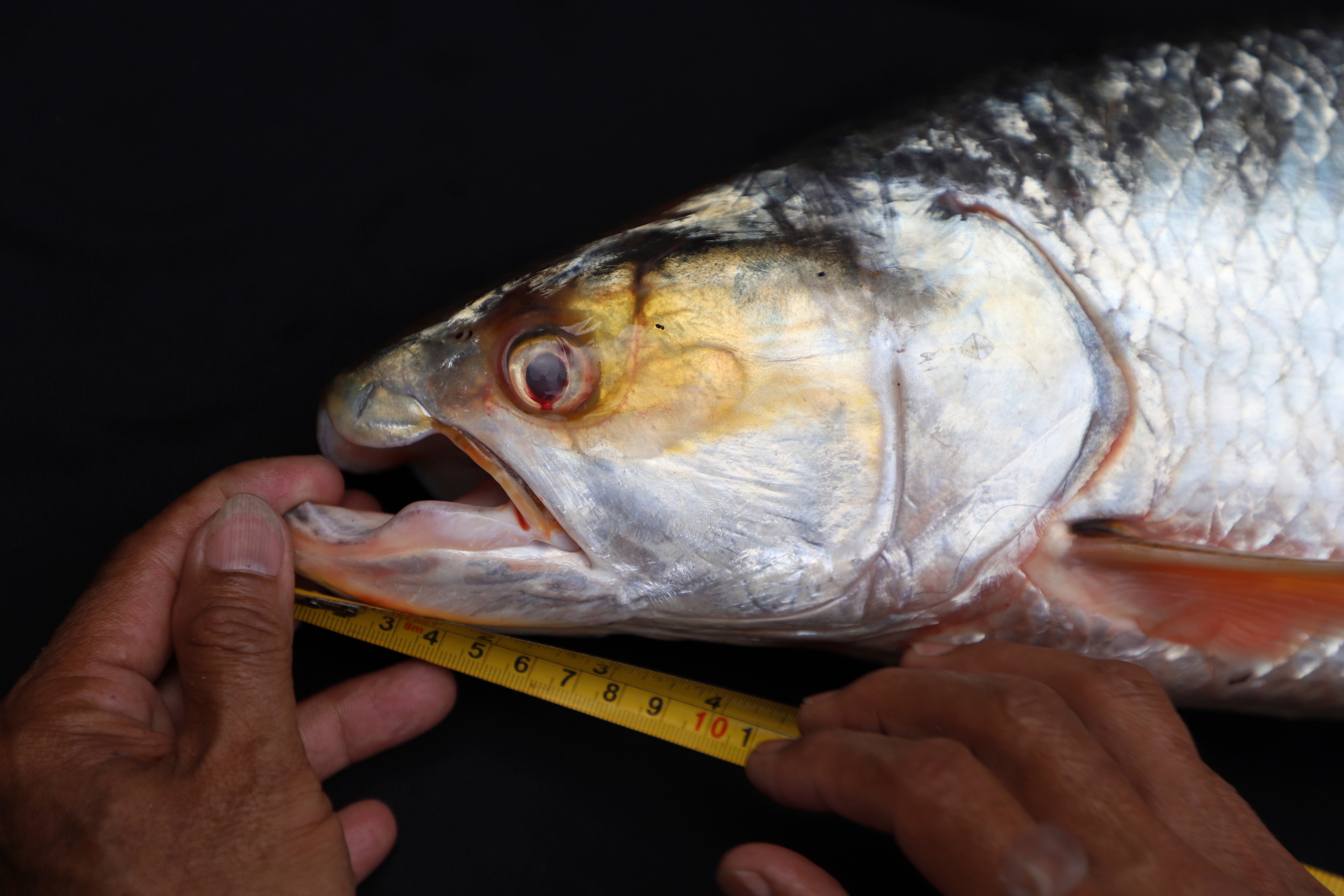 A giant salmon carp, rediscovered in Cambodia