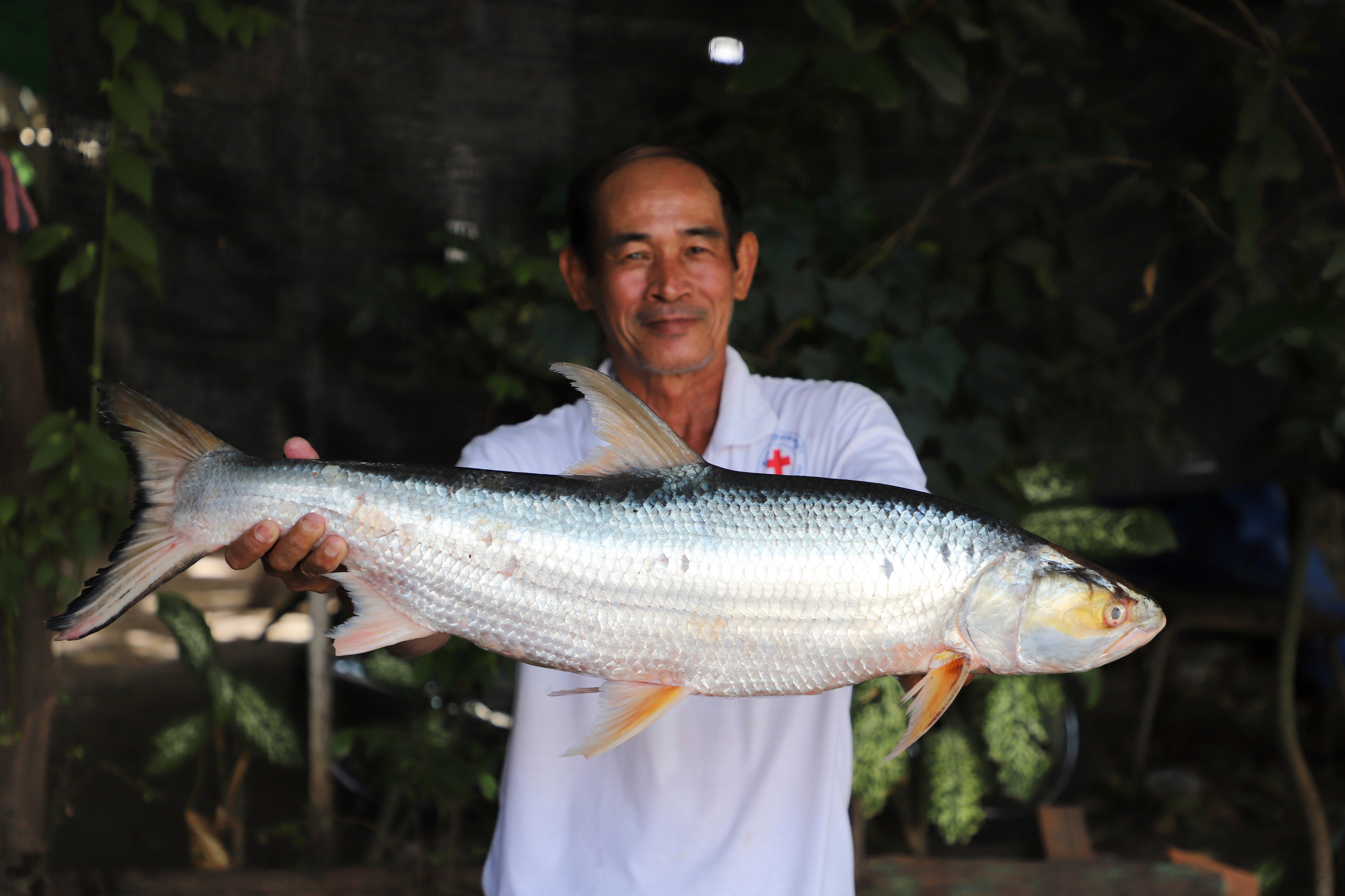 A researcher holding a giant salmon carp Aaptosyax grypus