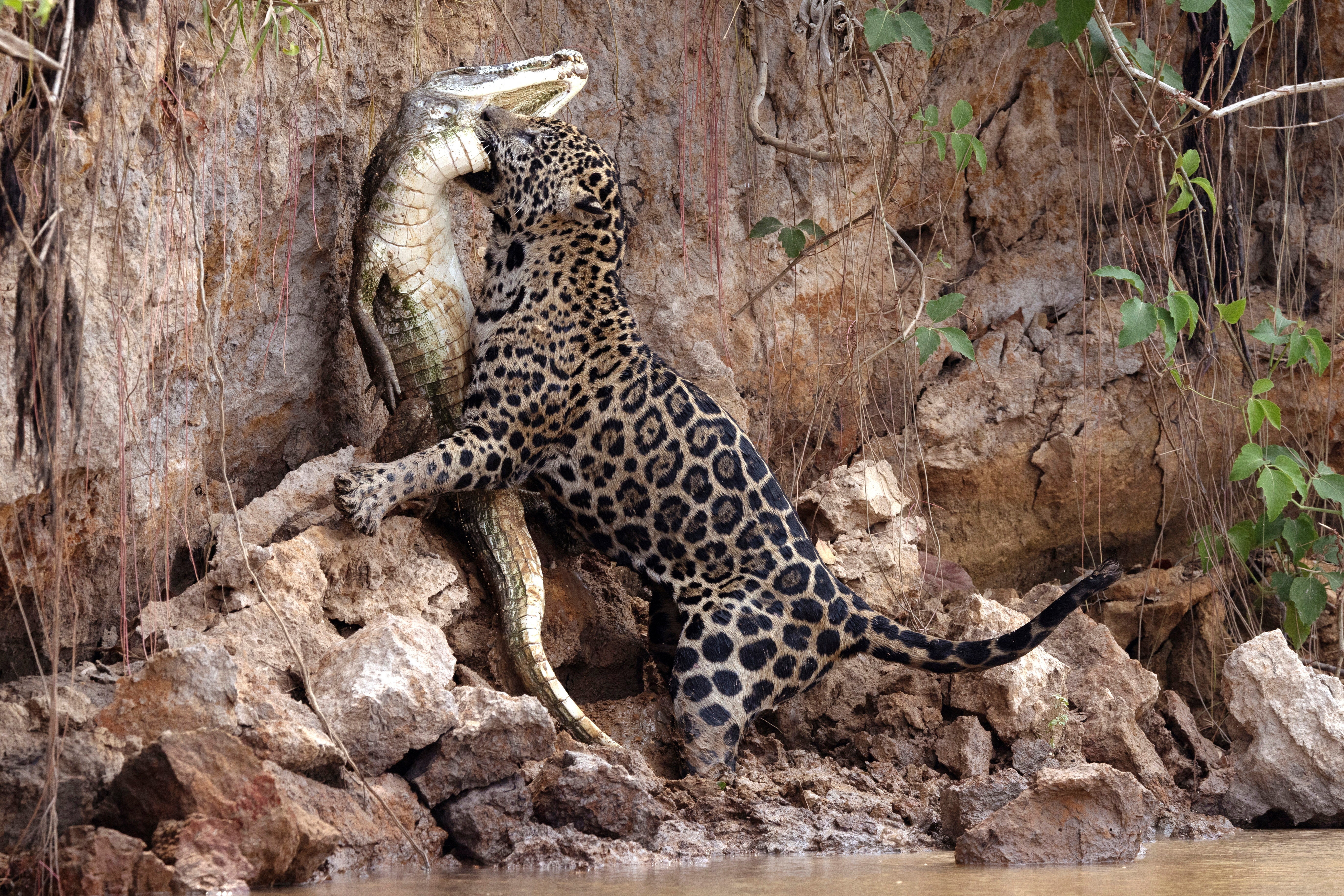 Jaguars have been spotted biting an alligator at Encontro das Aguas State Park, in the Pantanal, Brazil