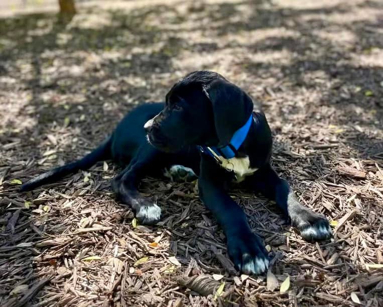 Allysha Green decided to take her three-month-old Cane Corso pup Kenji along with her