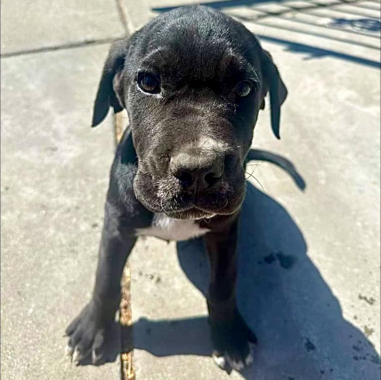 Kenji, the three-month-old Cane Corso pup, was stolen at gunpoint