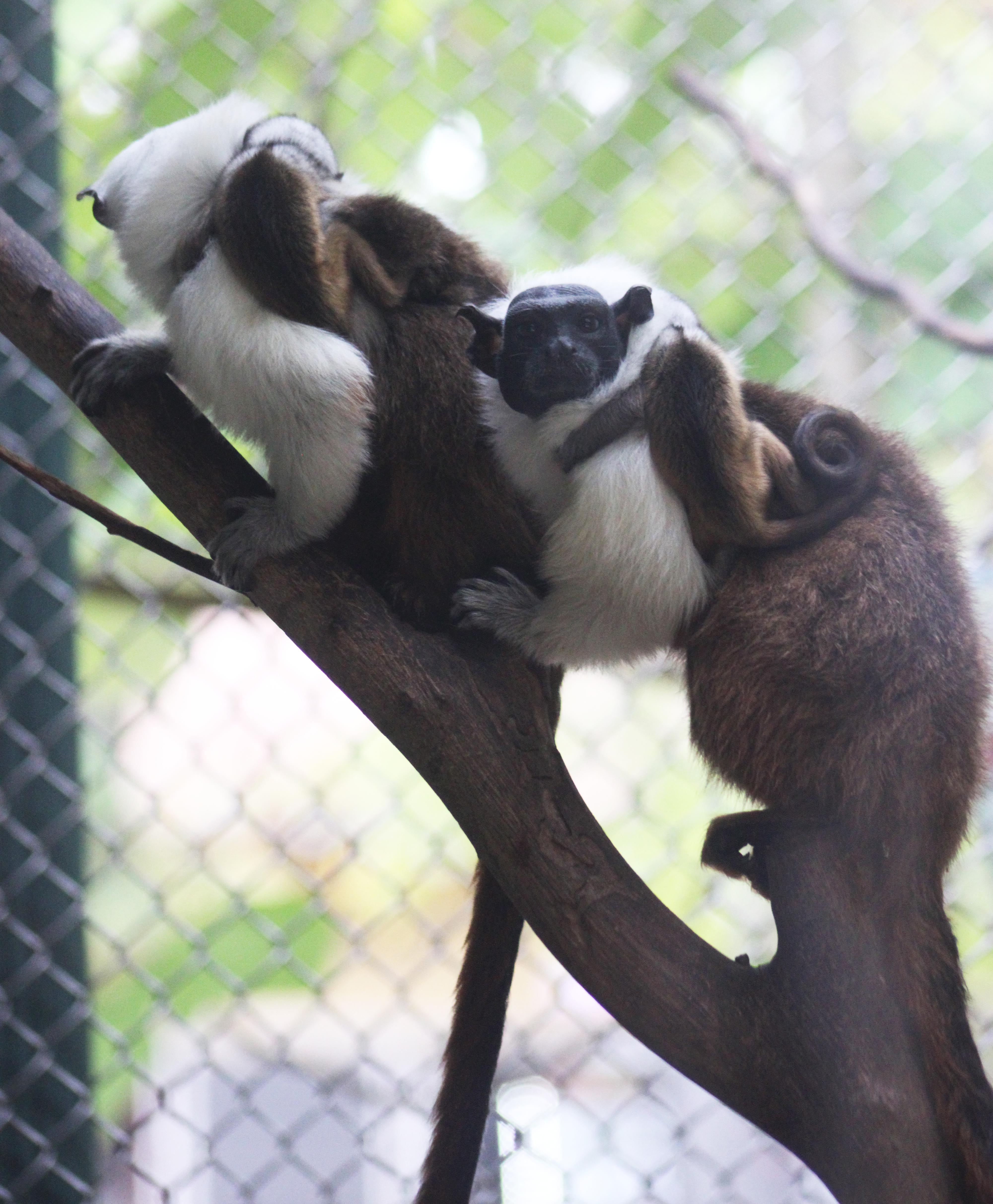 Another close up photo shows the pied tamarin family at the Chattanooga Zoo.