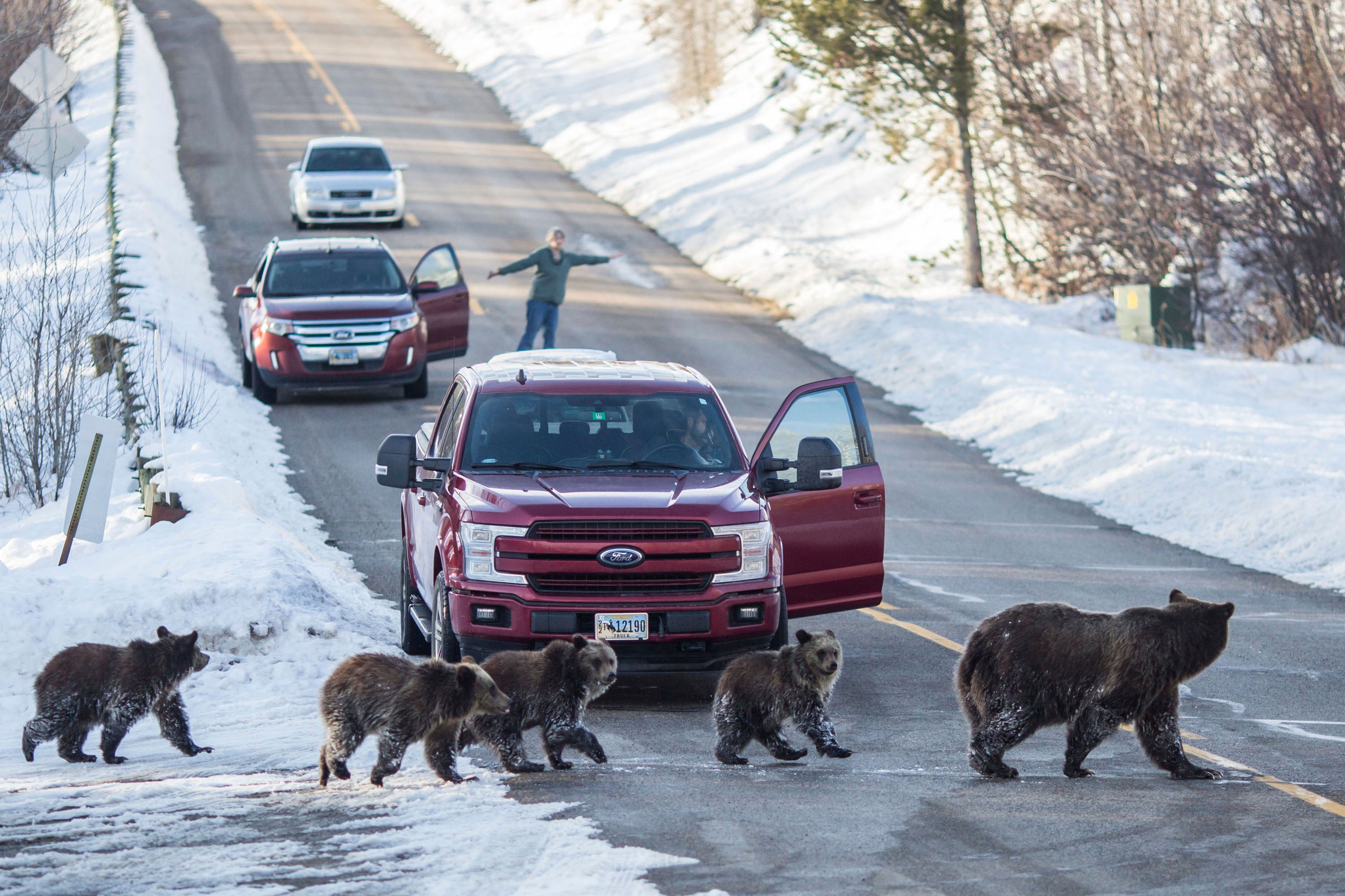 Grizzly Bear 399 and her four cubs cross a road in Jackson Hole, Wyoming on November 17, 2020