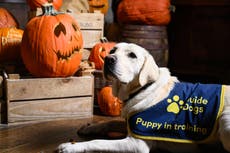 Guide Dog puppies explore spooky attractions ahead of Halloween