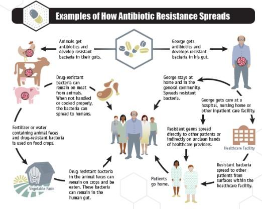 Image shows examples of how antibiotic resistance spreads