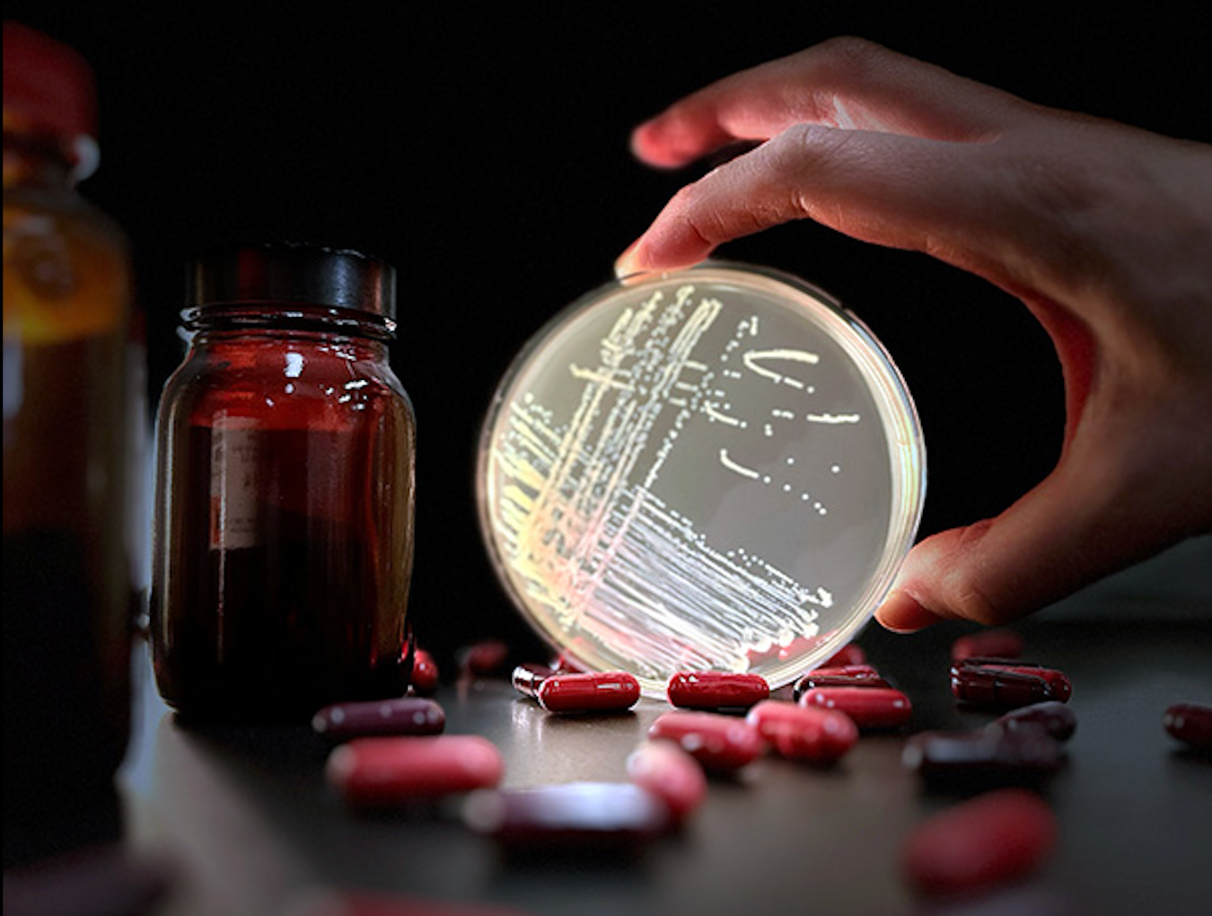 Rifaximin antibiotics and VRE bacteria on a petri dish