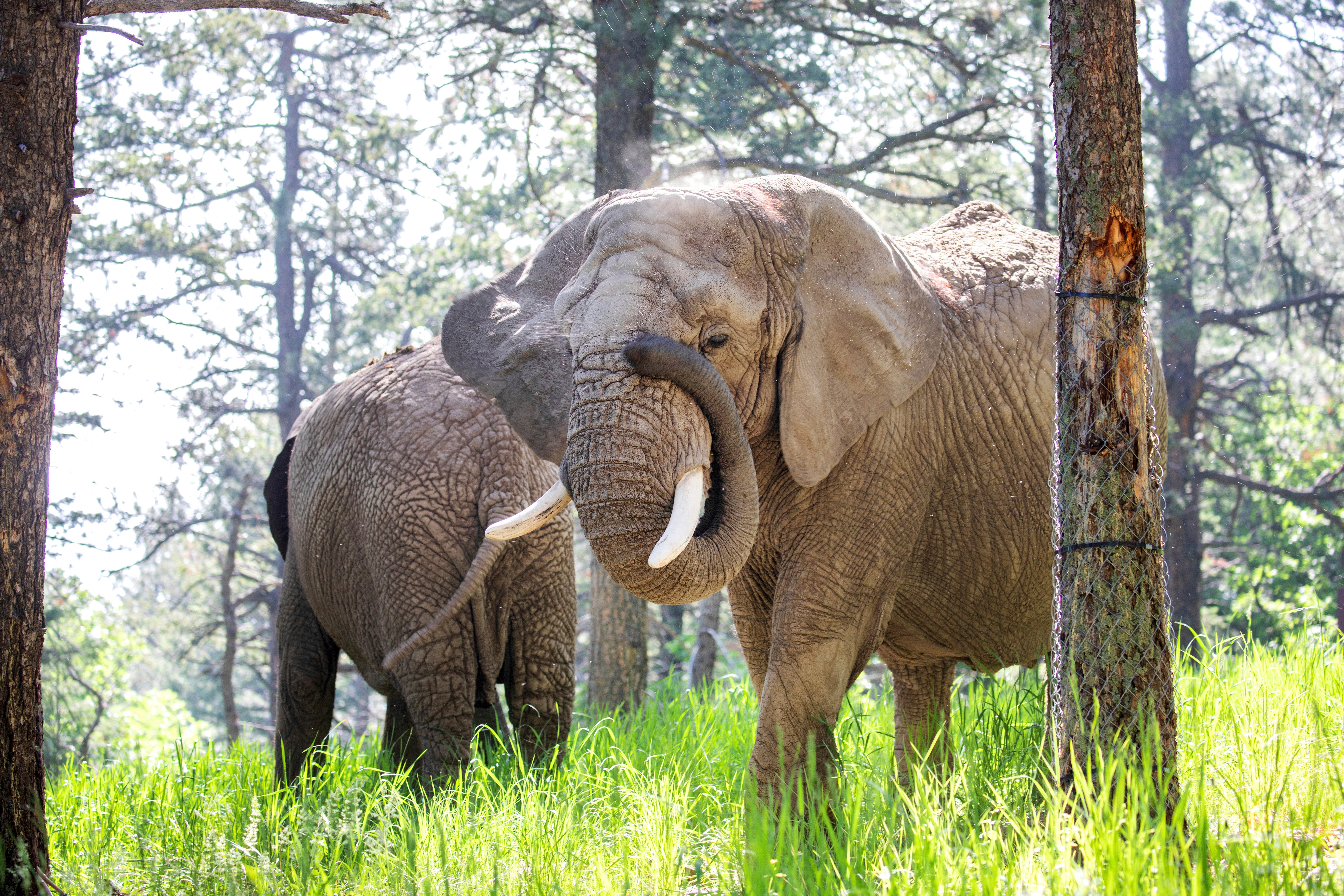 Elephants Kimba, front, and Lucky, back, at the Zoo in Colorado Springs