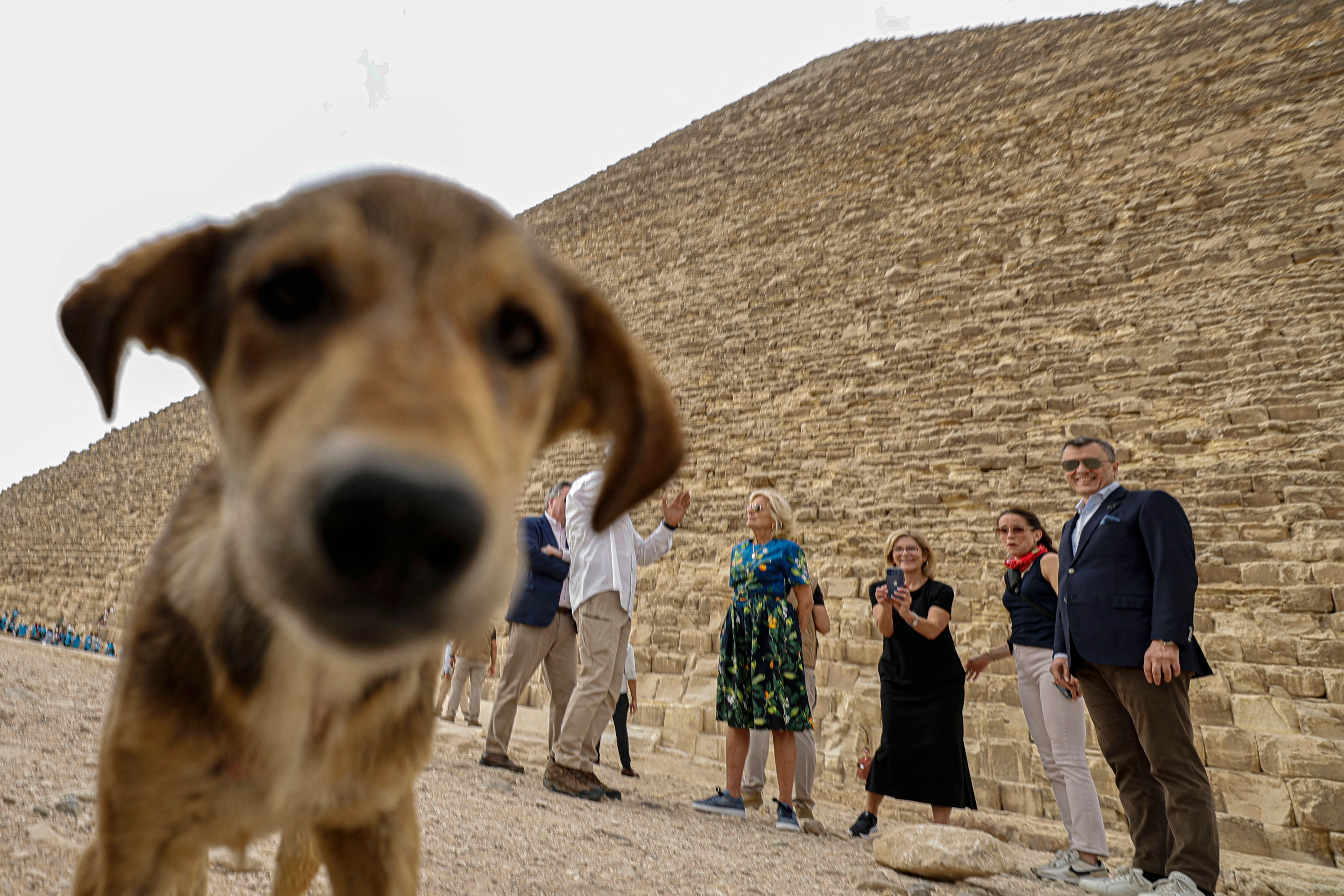 Several dogs live in the pyramid complex and are cared for by animal welfare organisations