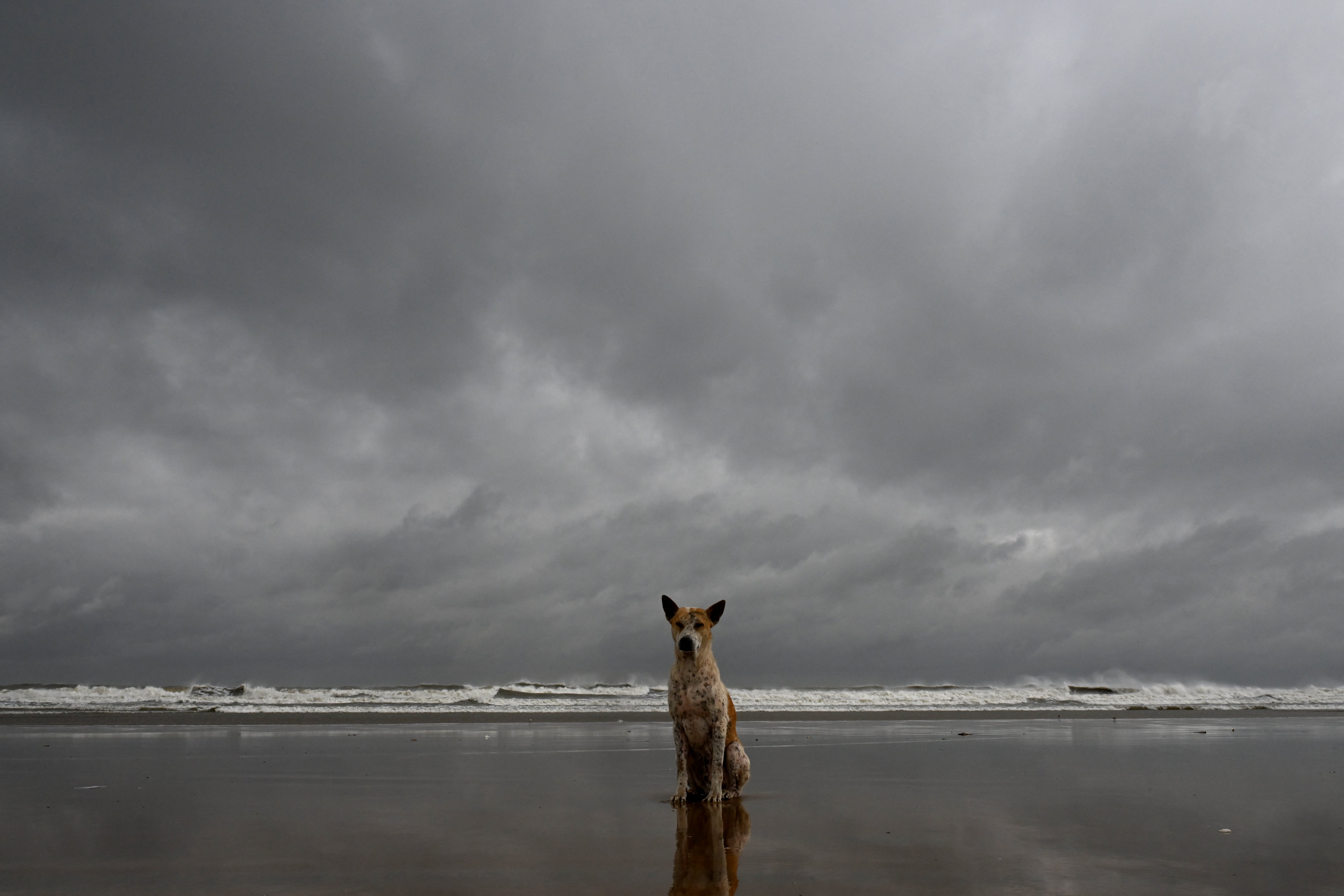 A stray dog sits at a beach near the Bay of Bengal in Digha, around 200km southwest of Kolkata