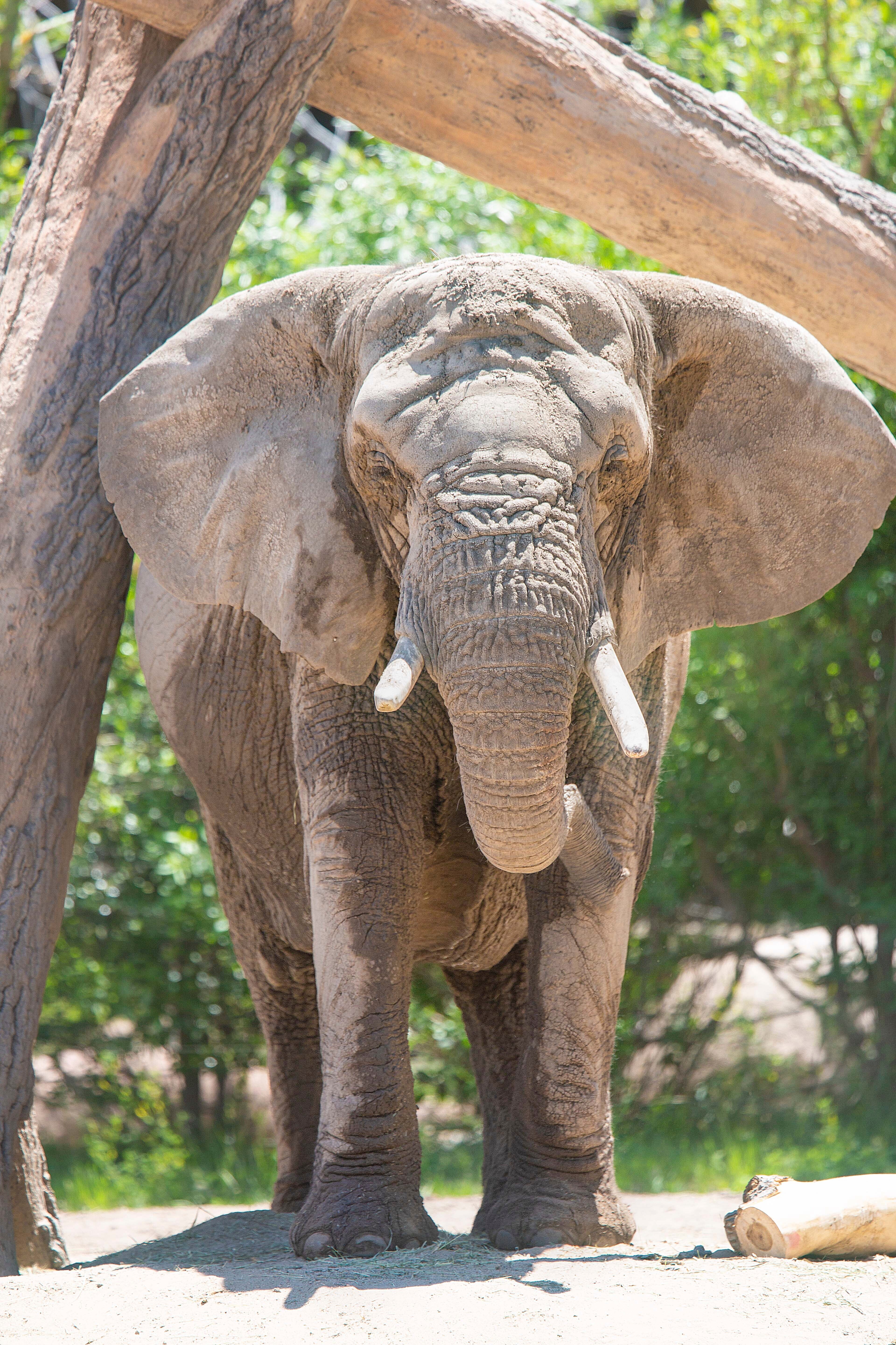 This undated photo provided by the Cheyenne Mountain Zoo shows elephant Kimba at the Zoo in Colorado Springs, Colorado. An environmental group is making arguments on the creature’s behalf they should be released from captivity