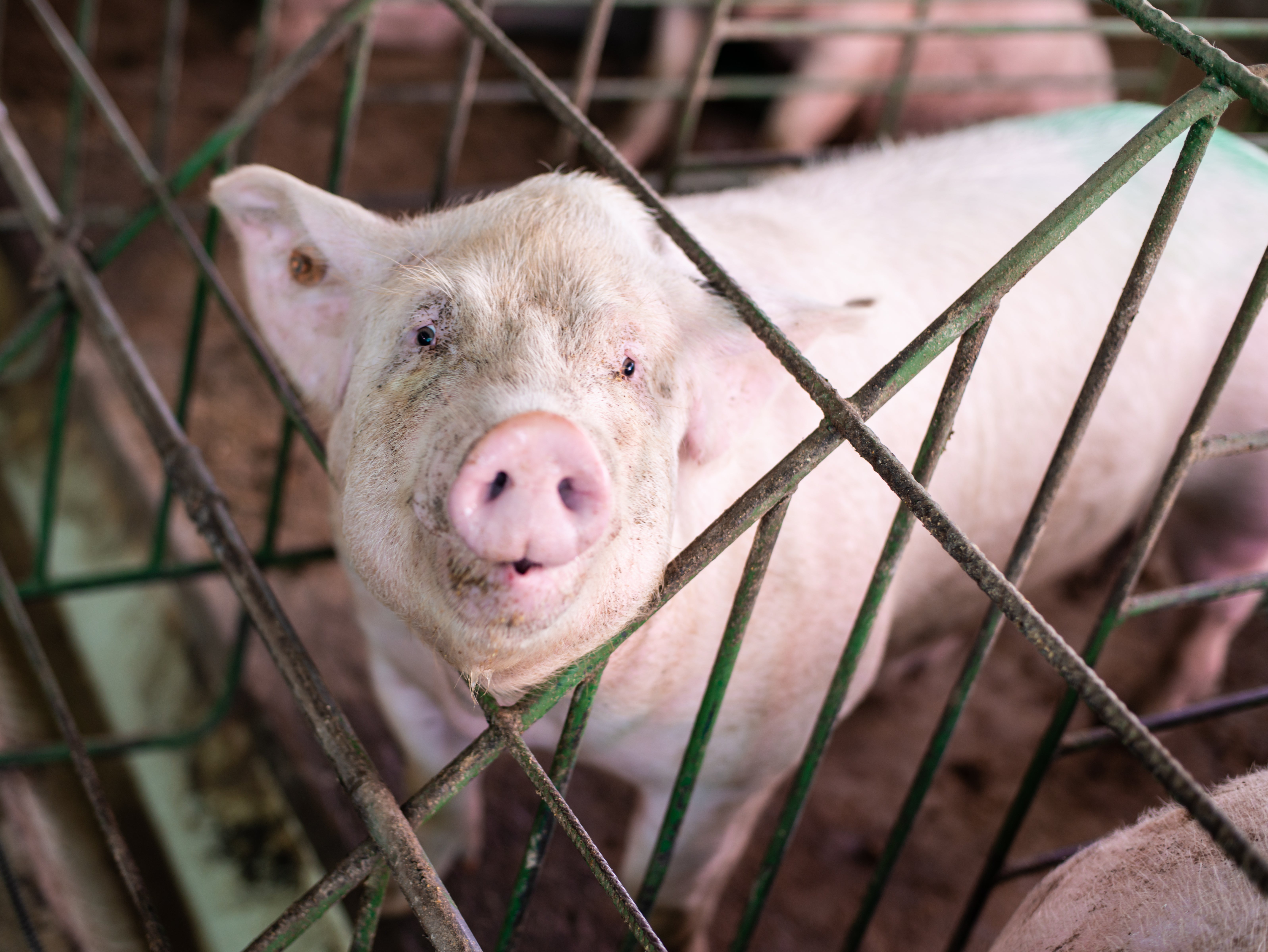 Factory-farmed animals are confined to small cages