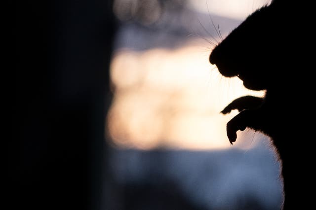 <p>Social media users speculated that the shadow was of some sort of rodent (stock image) </p>