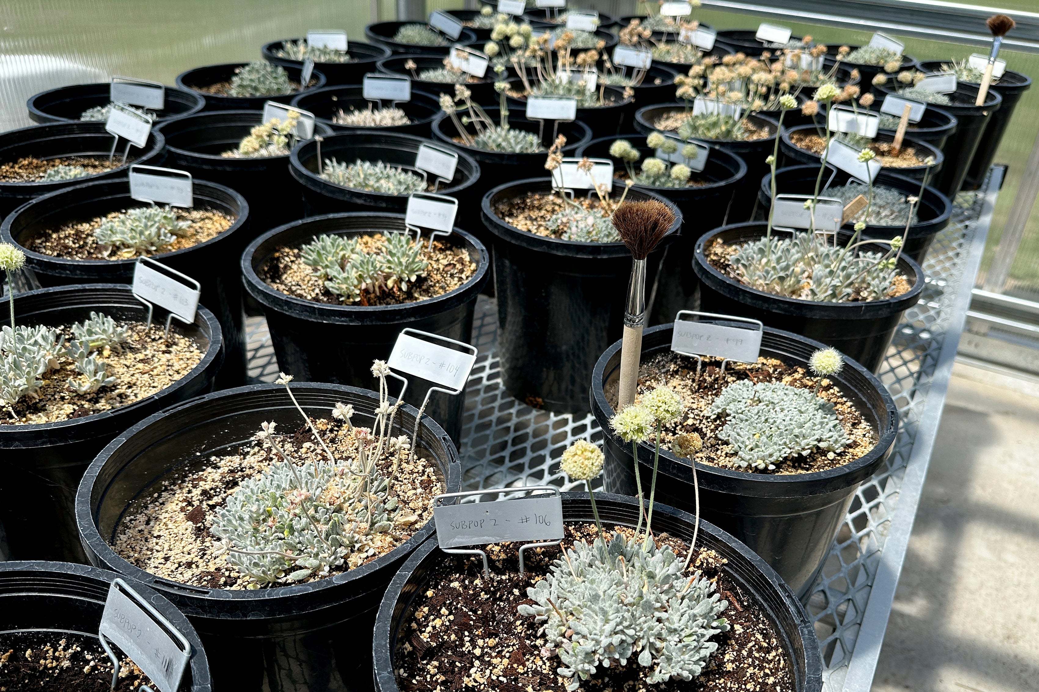 Lithium Mine Endangered Wildflower