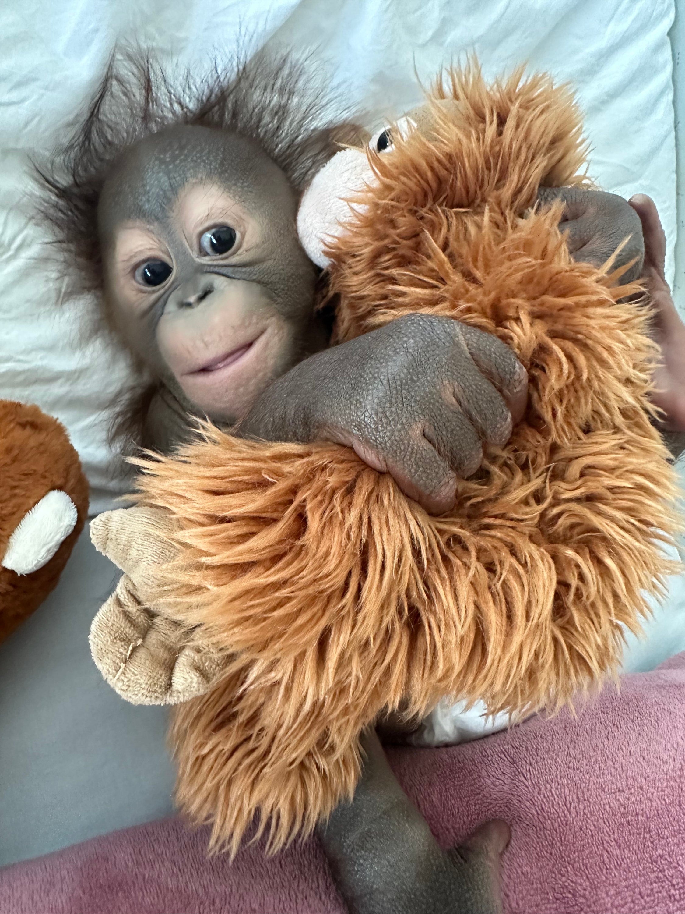 Sibu has now been taken in by Monkey World in Dorset