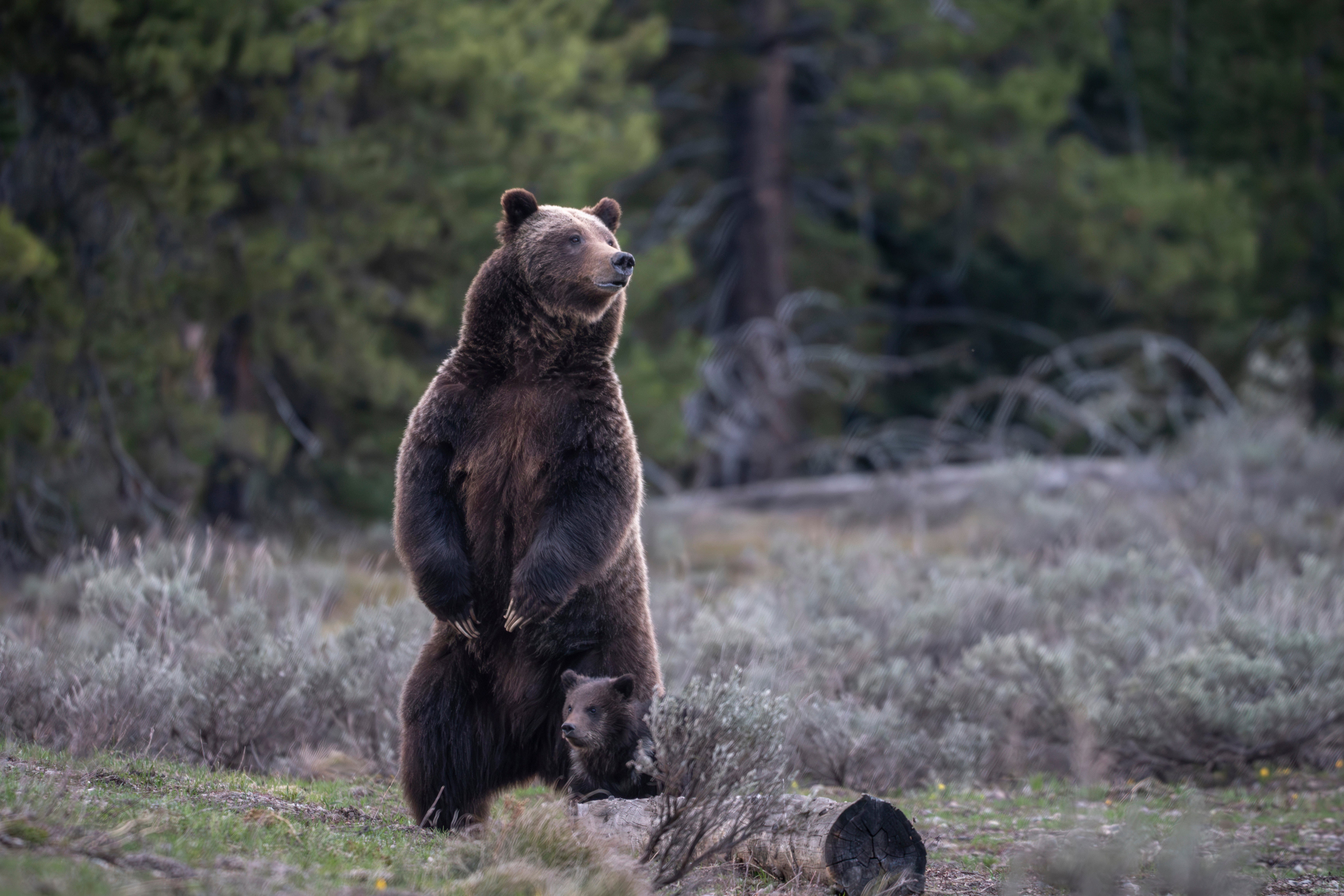 Famous Grizzly Killed