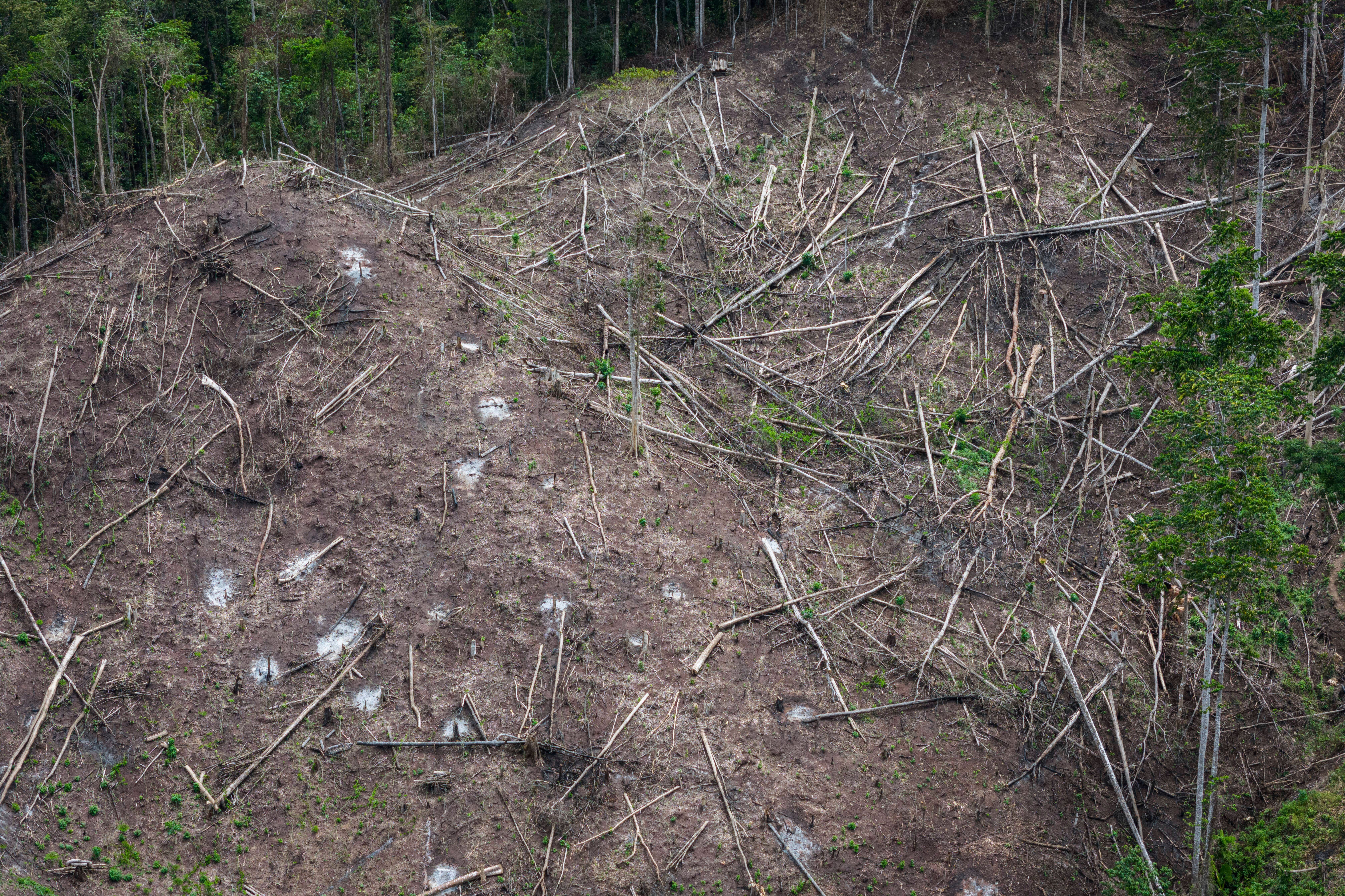 Indonesia Deforestation Biomass
