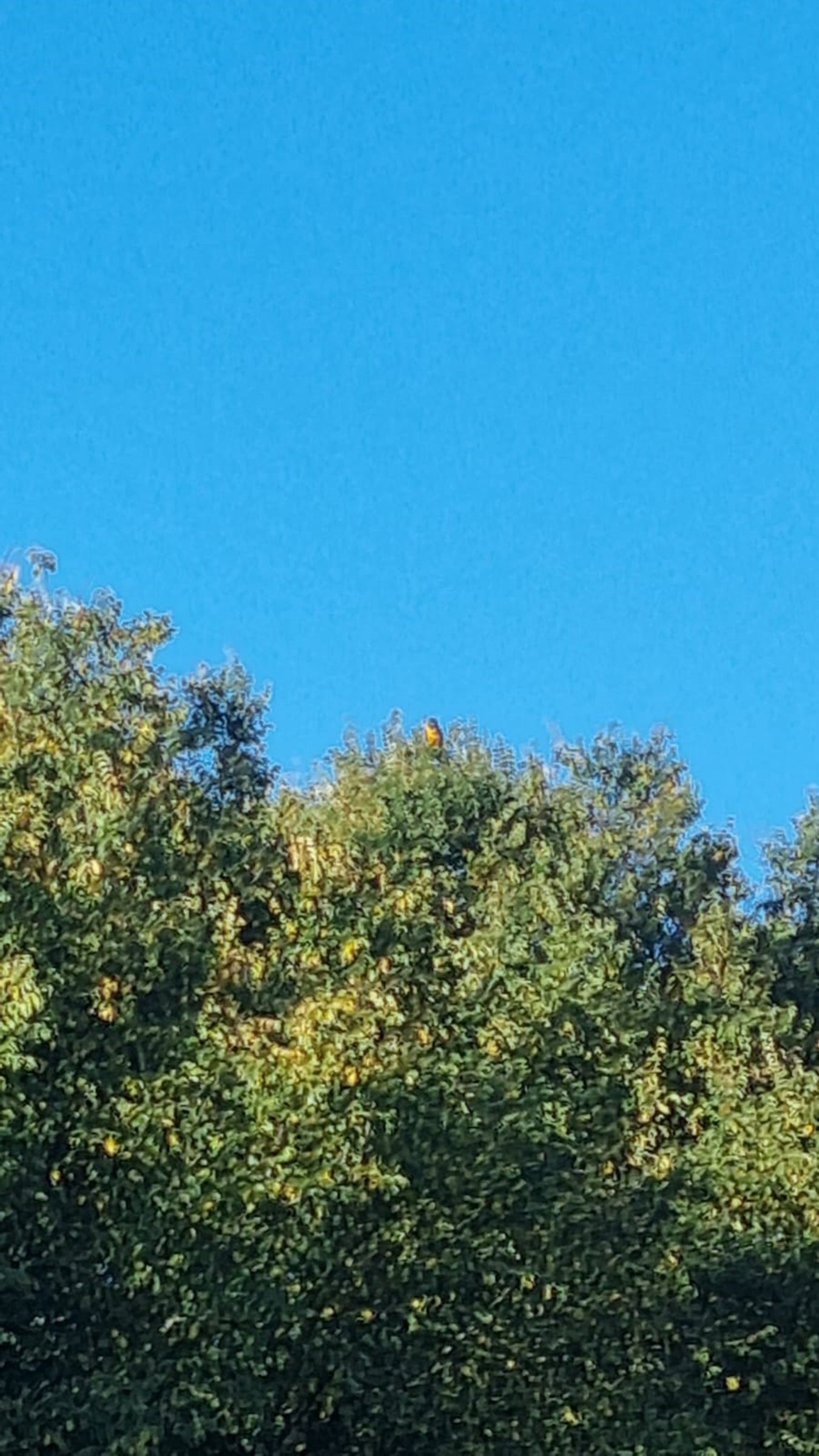 Macaws spotted high up in the tops of Cambridgeshire trees