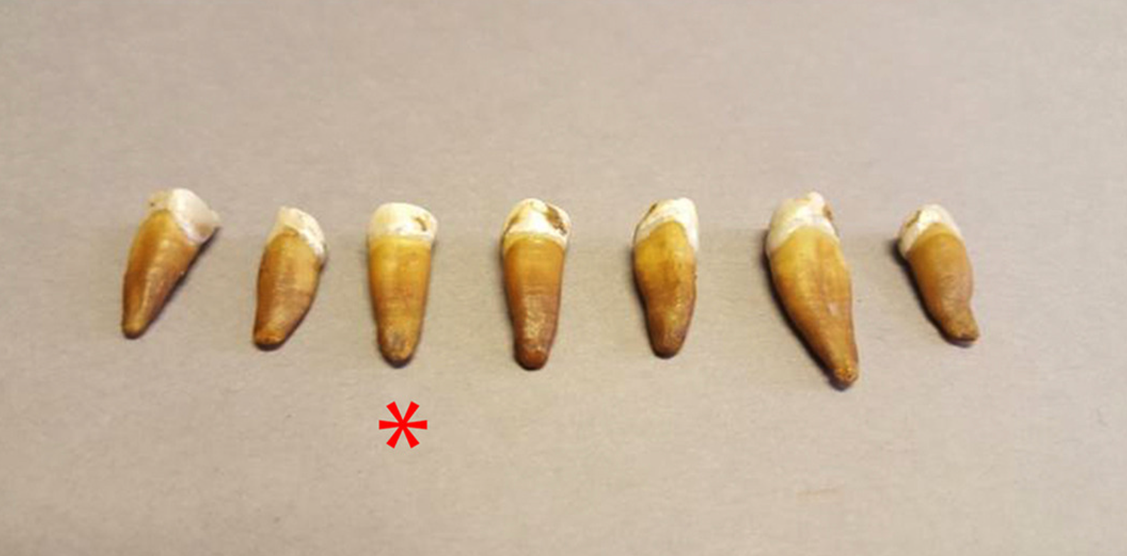 Seven teeth recovered with tooth used for ancient DNA analysis indicated by red star