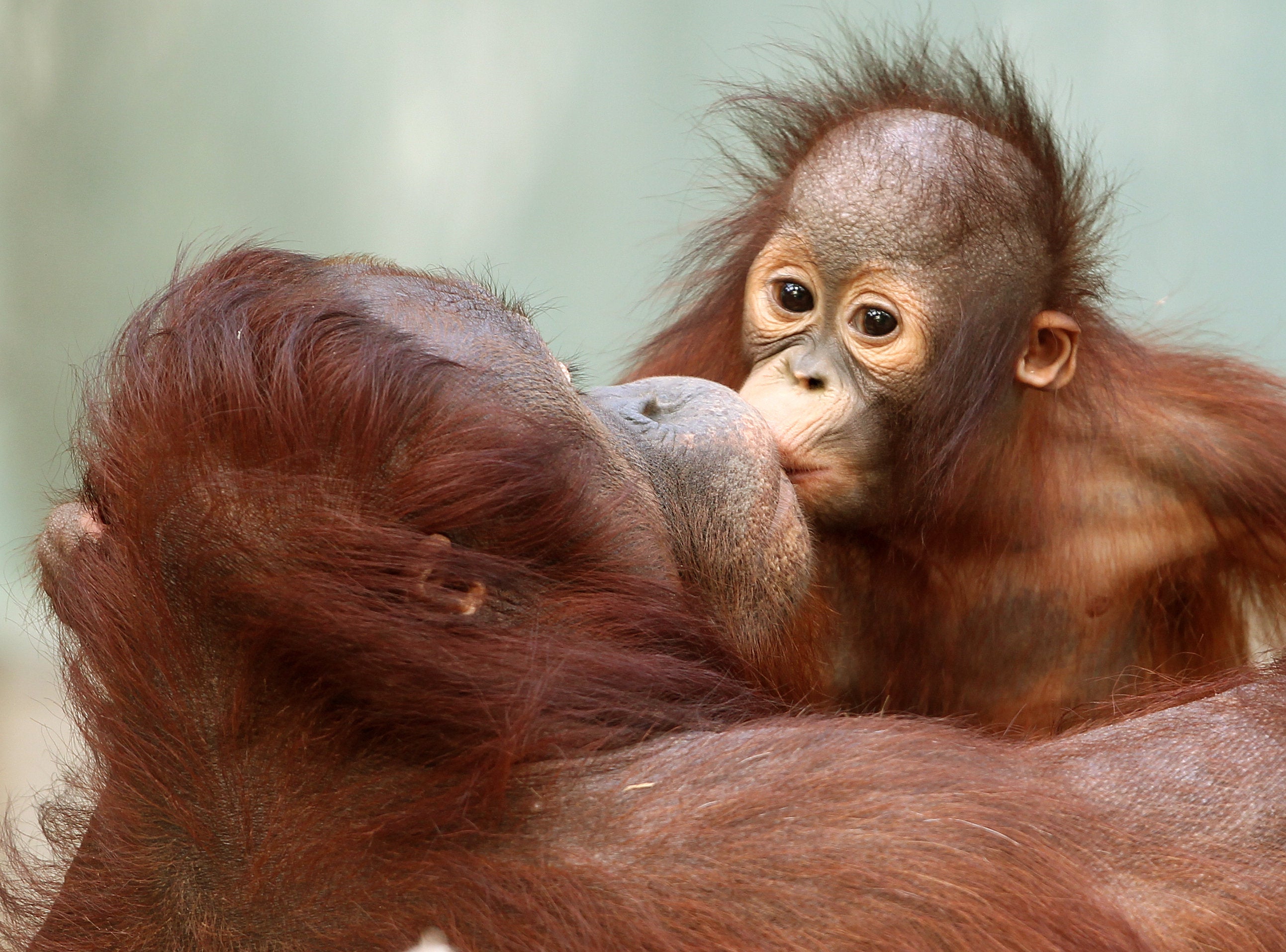 Orangutan baby “Changi” kisses his mother “Lea” on 24 January 2012