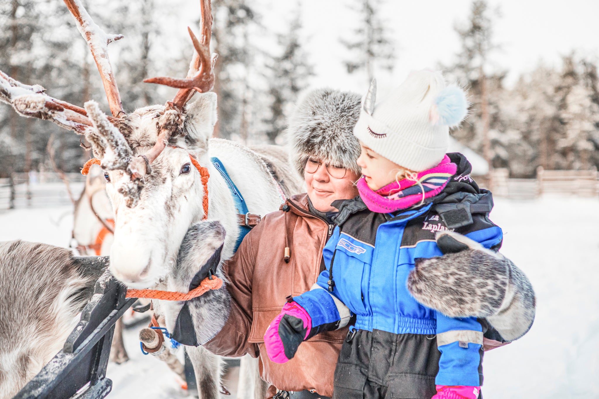 Reindeer are an important part of Sami culture