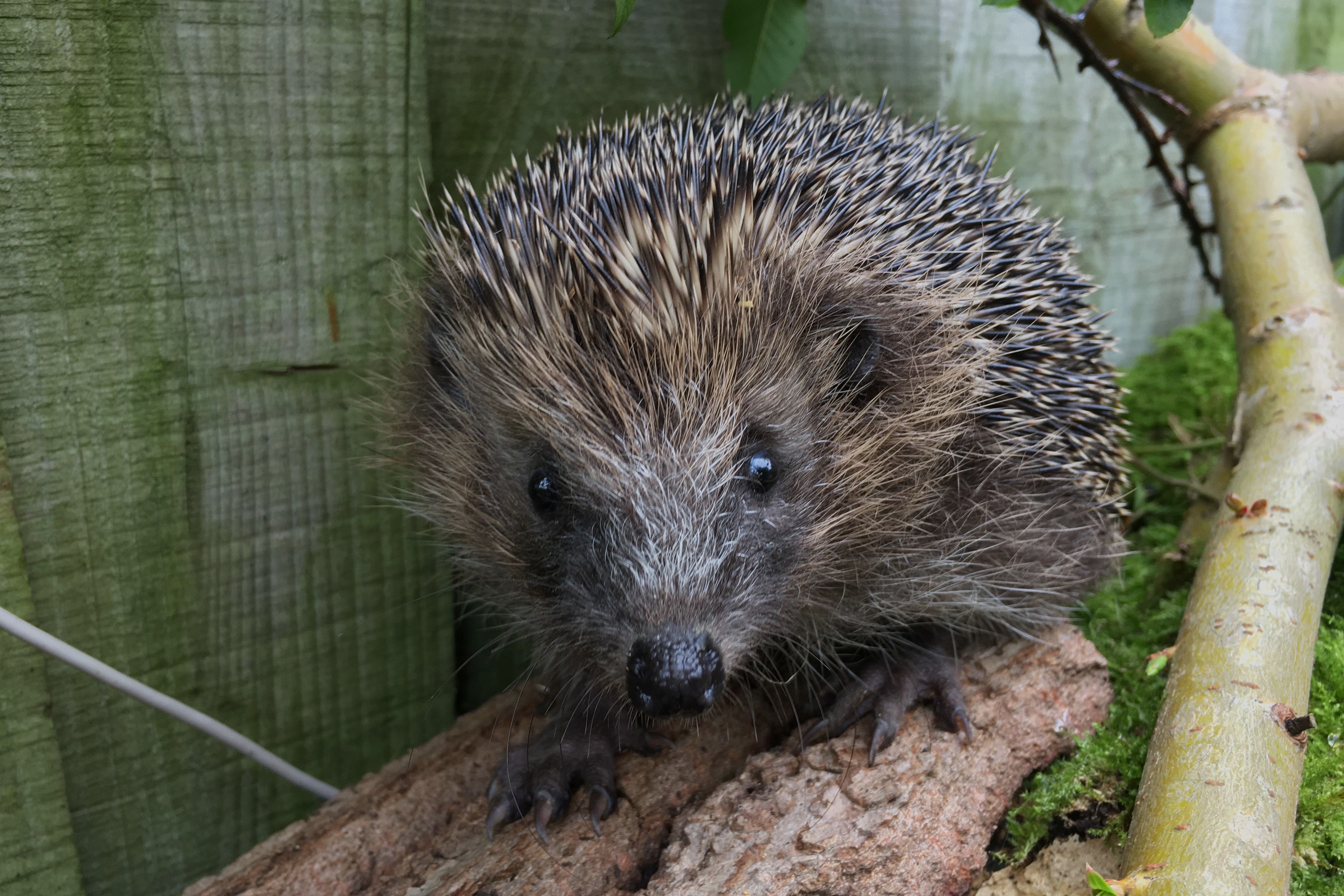 The conservation status of western European hedgehogs on the Red List has worsened from least concern to near threatened (Phillip Horwood/PTES & BHPS)