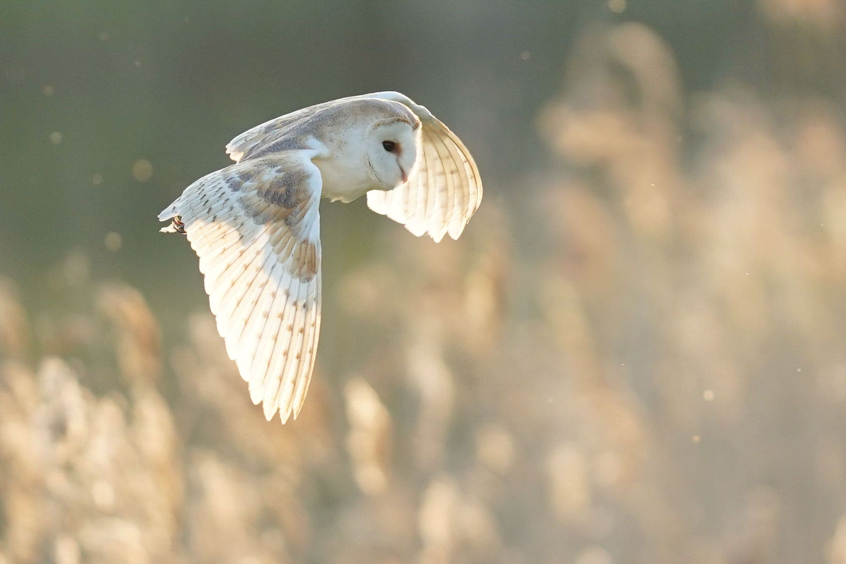 THE UN has set a target of 30% of the world’s land and seas to be protected areas for nature by 2030 (James Manning/PA)