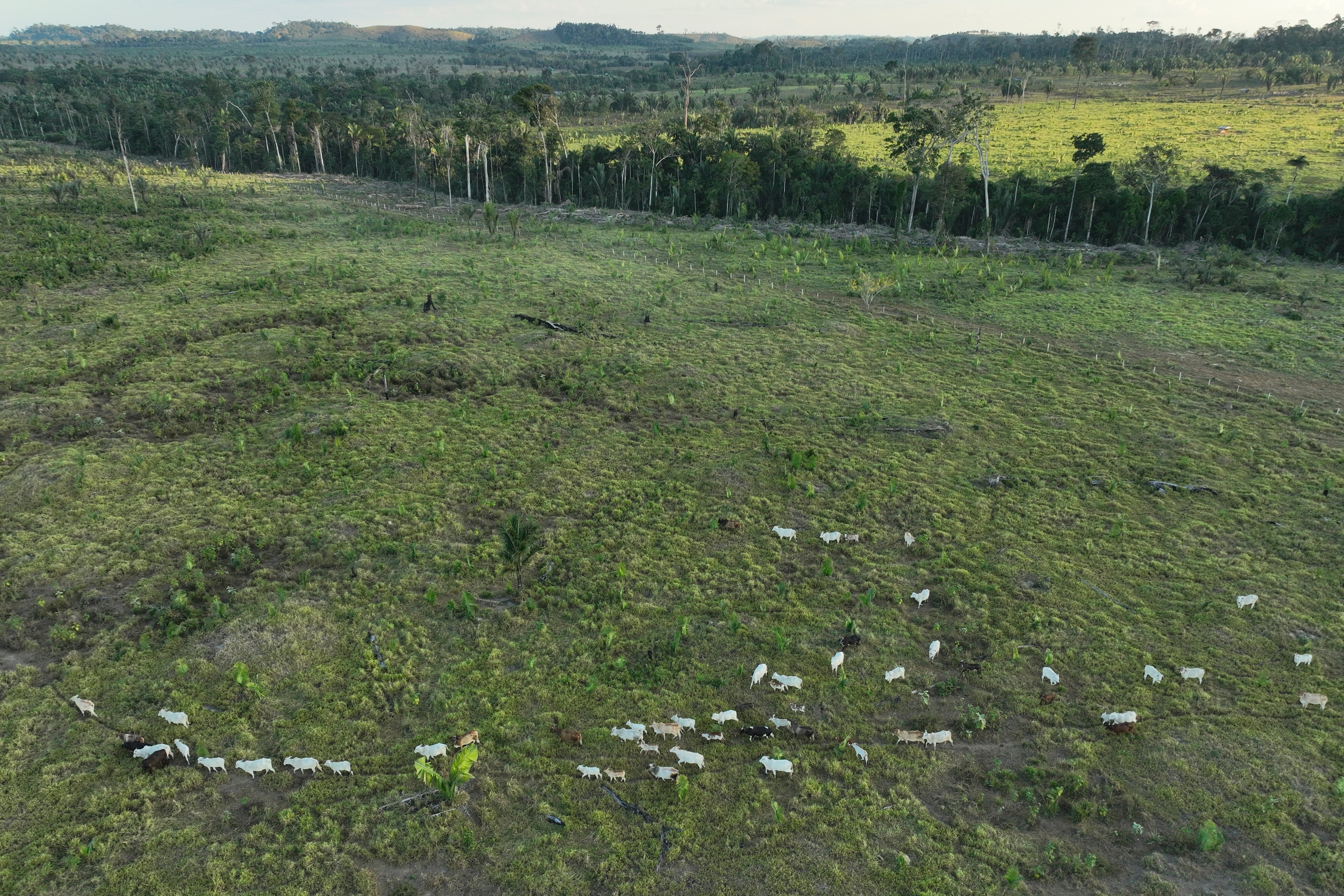 Brazil Cattle Deforestation