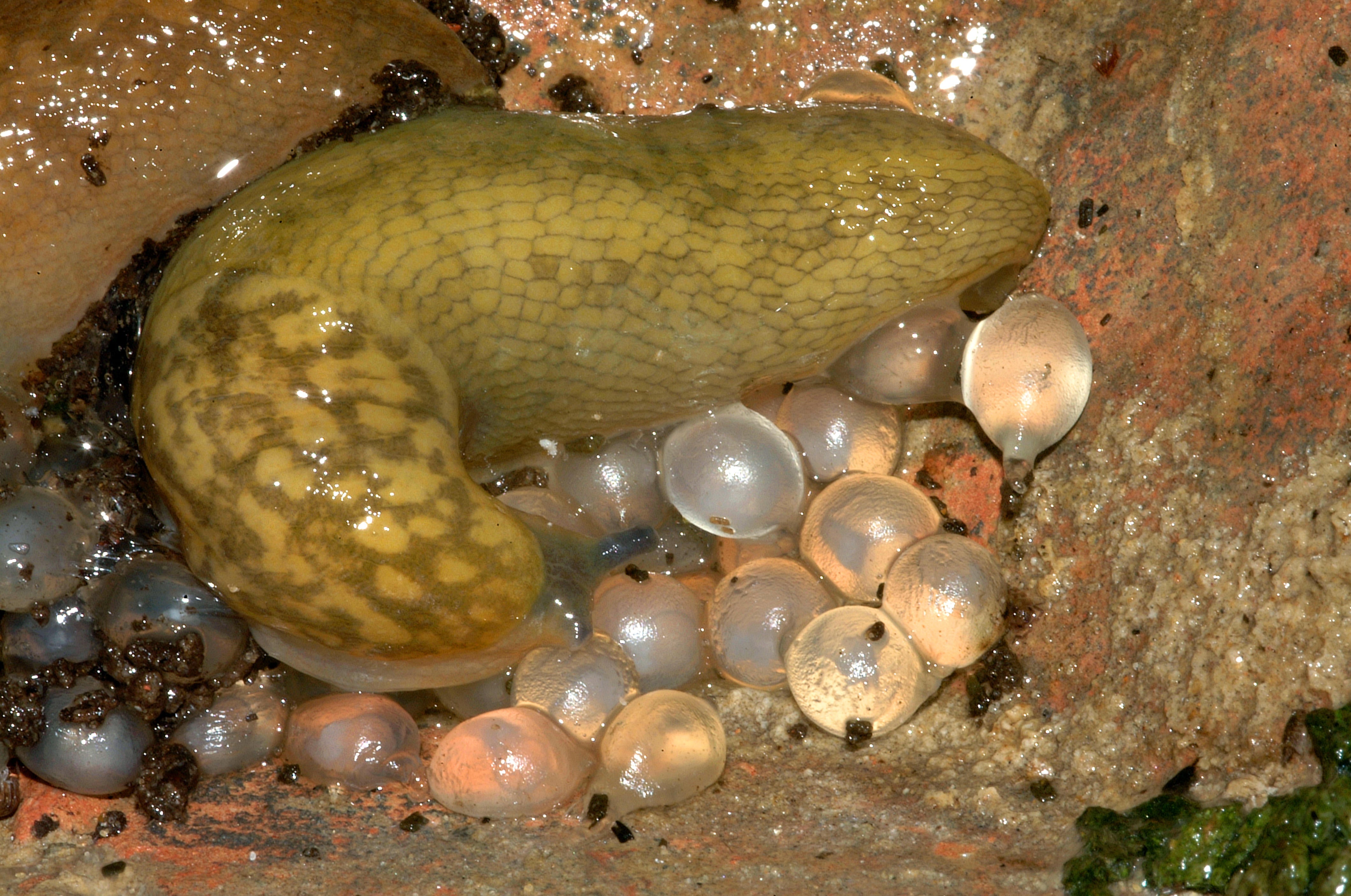 A slug with eggs