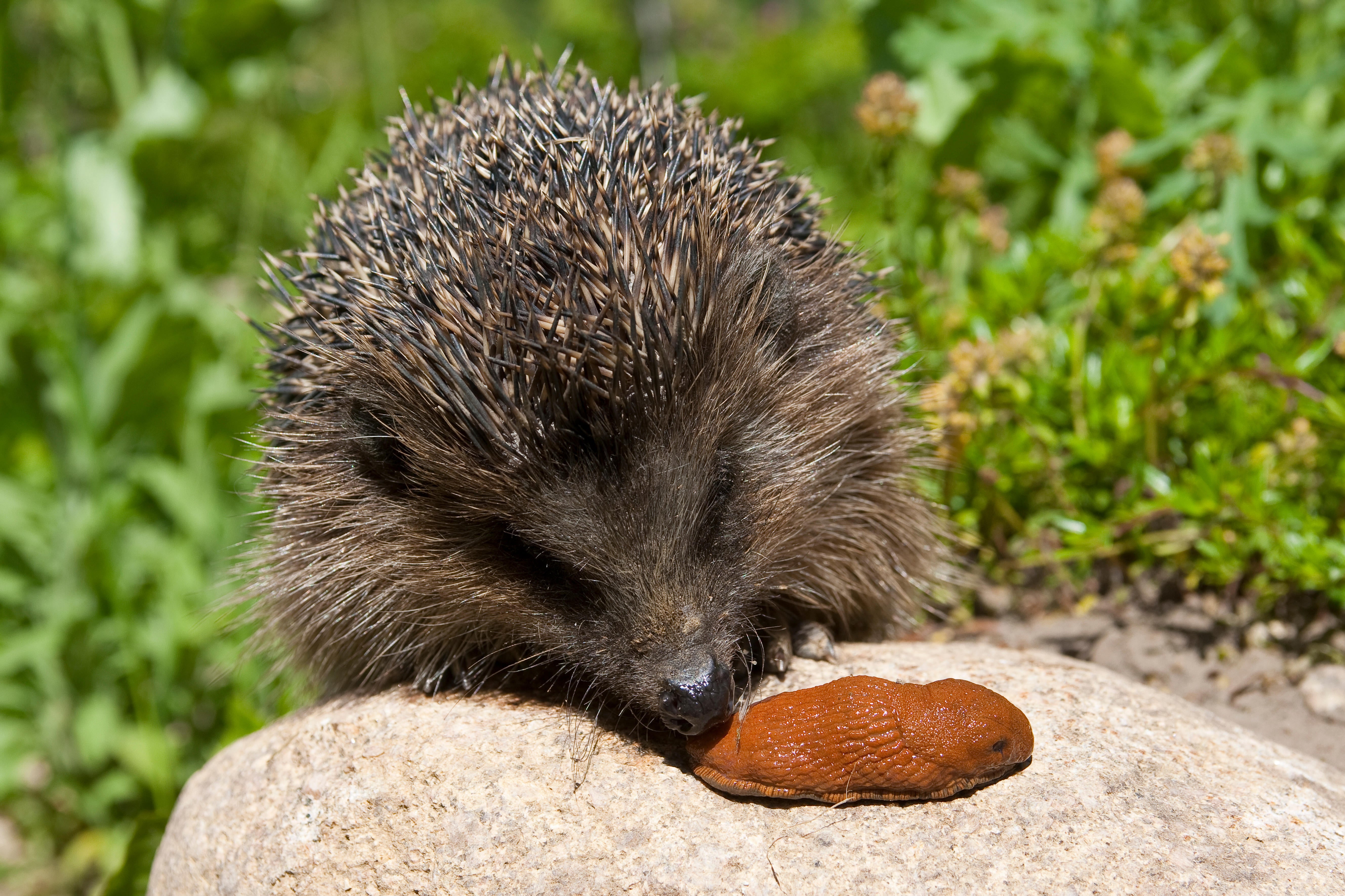 A hedgehog eating a slug (Alamy/PA)