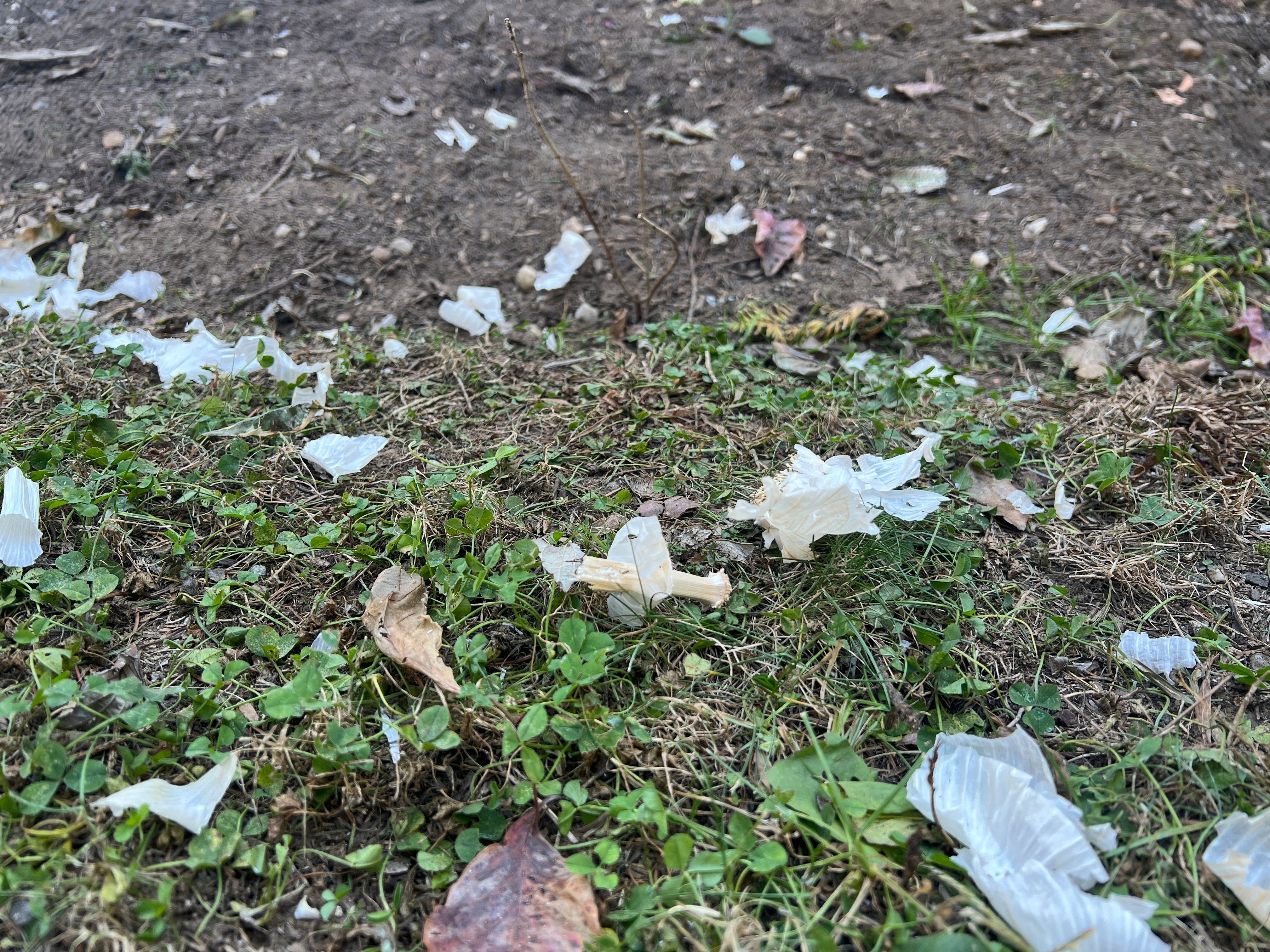 Gardening-Protecting Bulbs