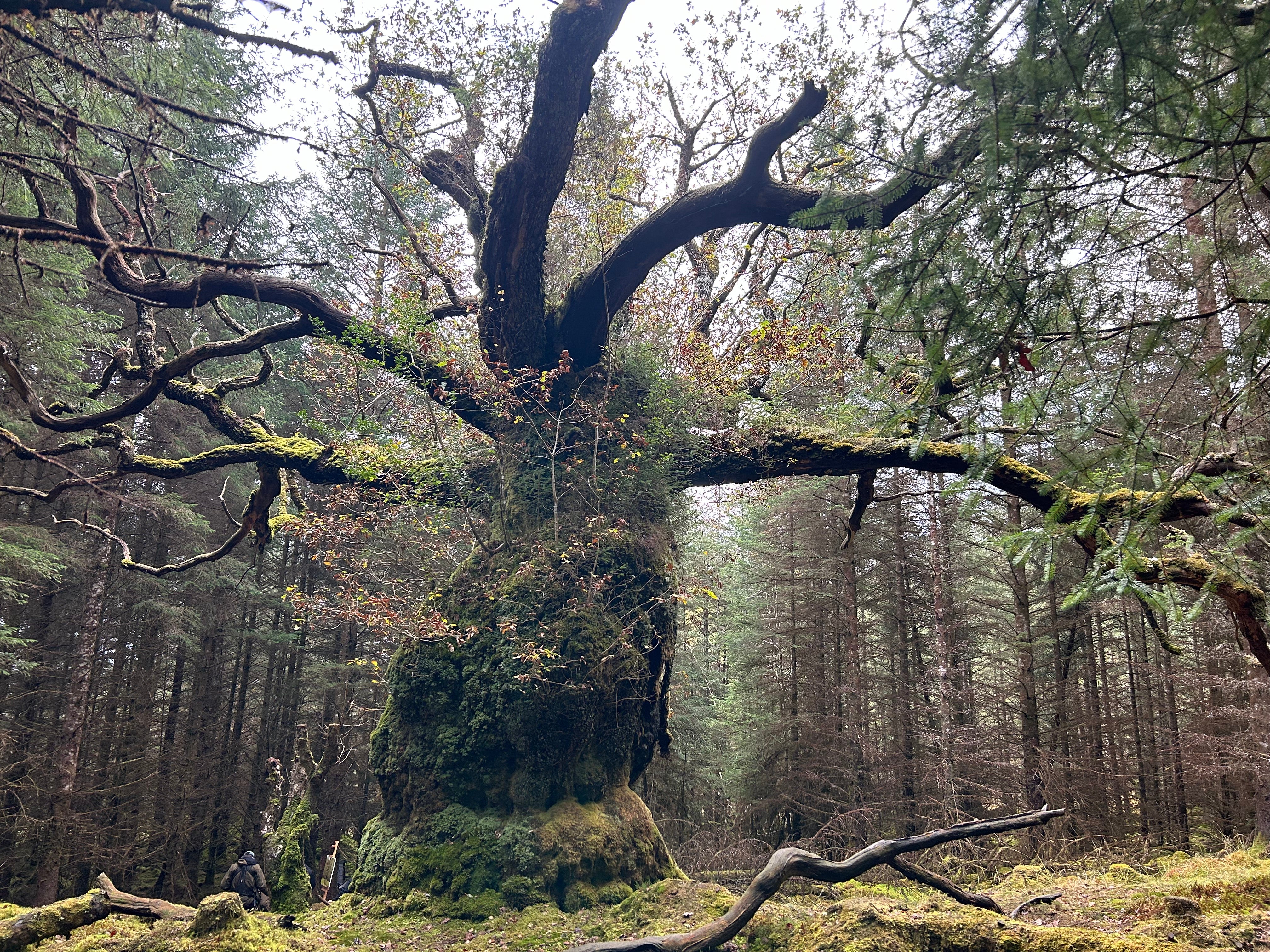 The Skipinnish Oak is a remnant of the original ecosystem (Woodland Trust/PA)