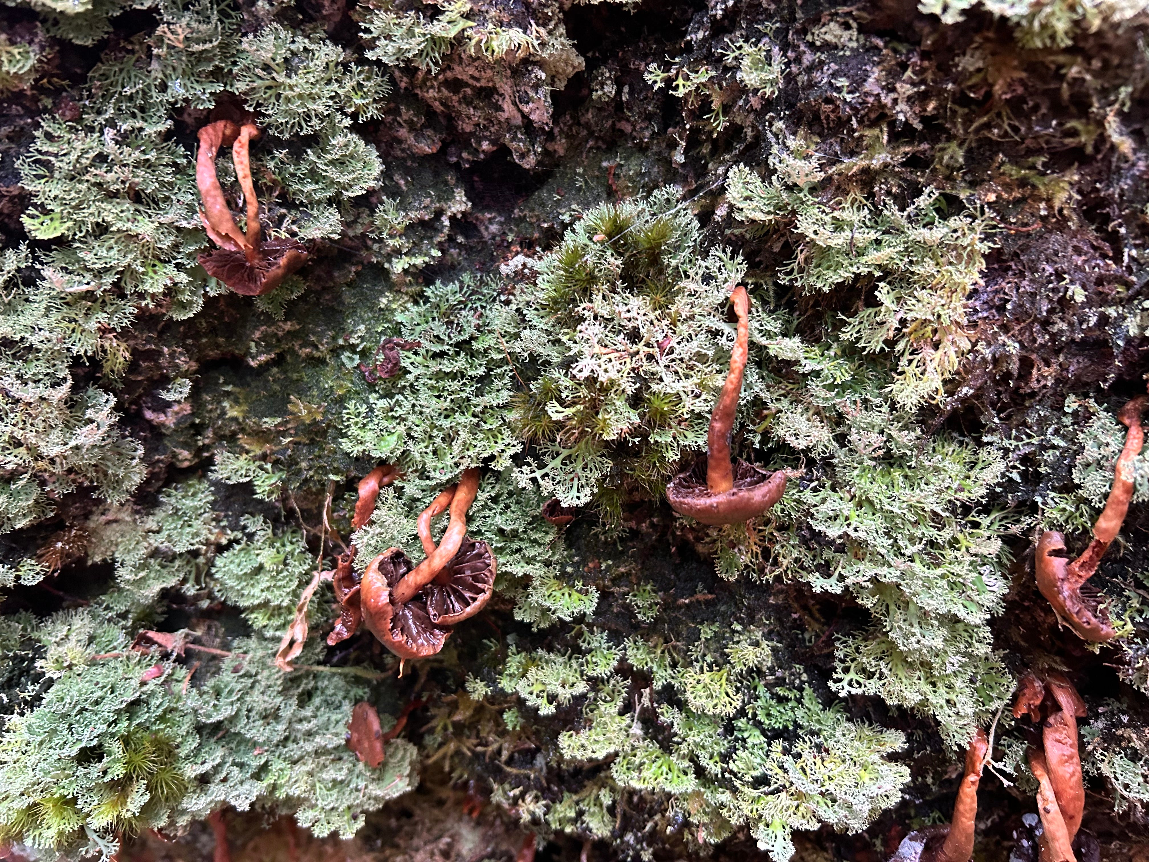 Epiphytes growing on the Skipinnish Oak ( Woodland Trust