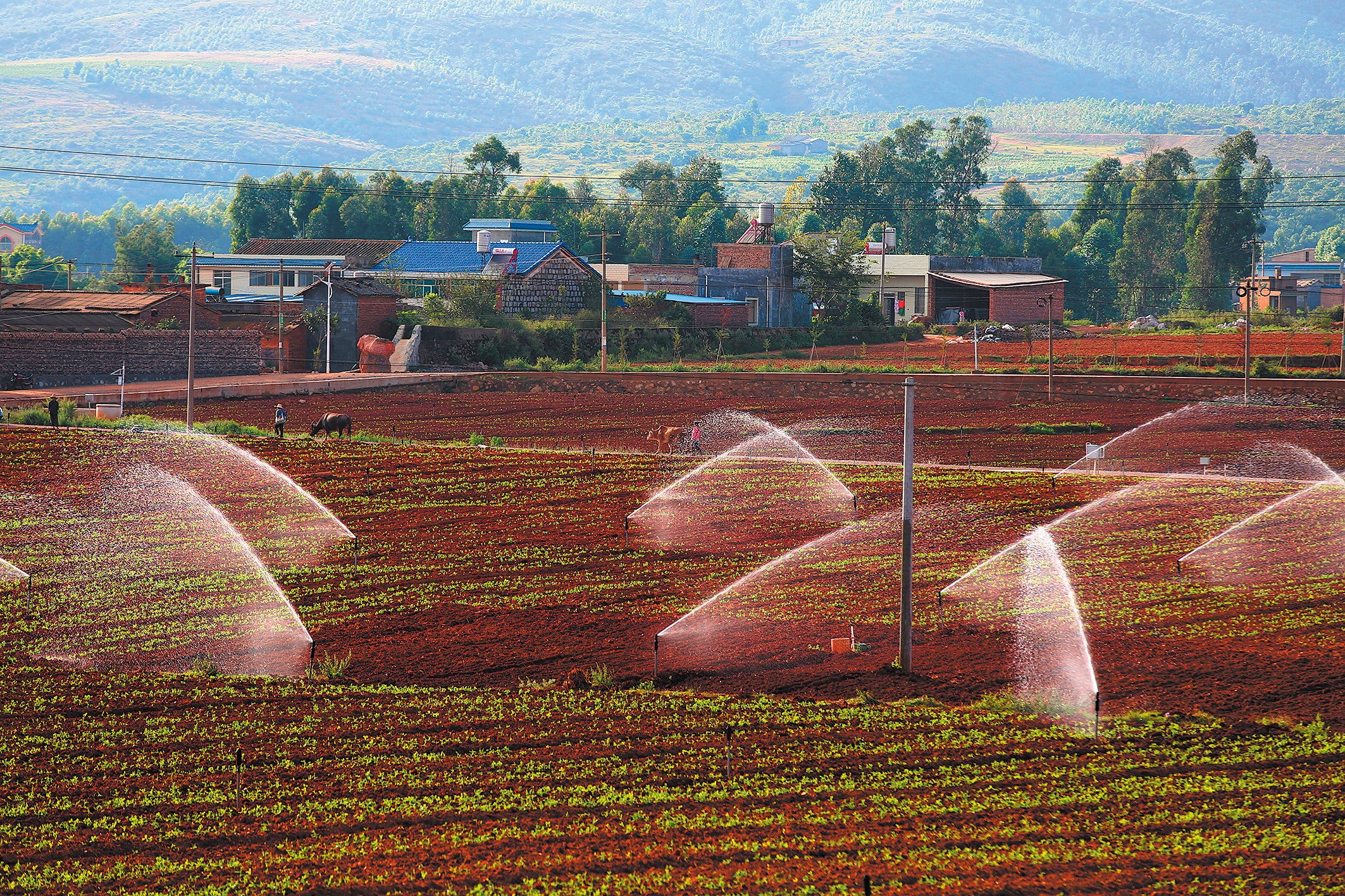 A field is irrigated through the project in the Bingjian irrigation area