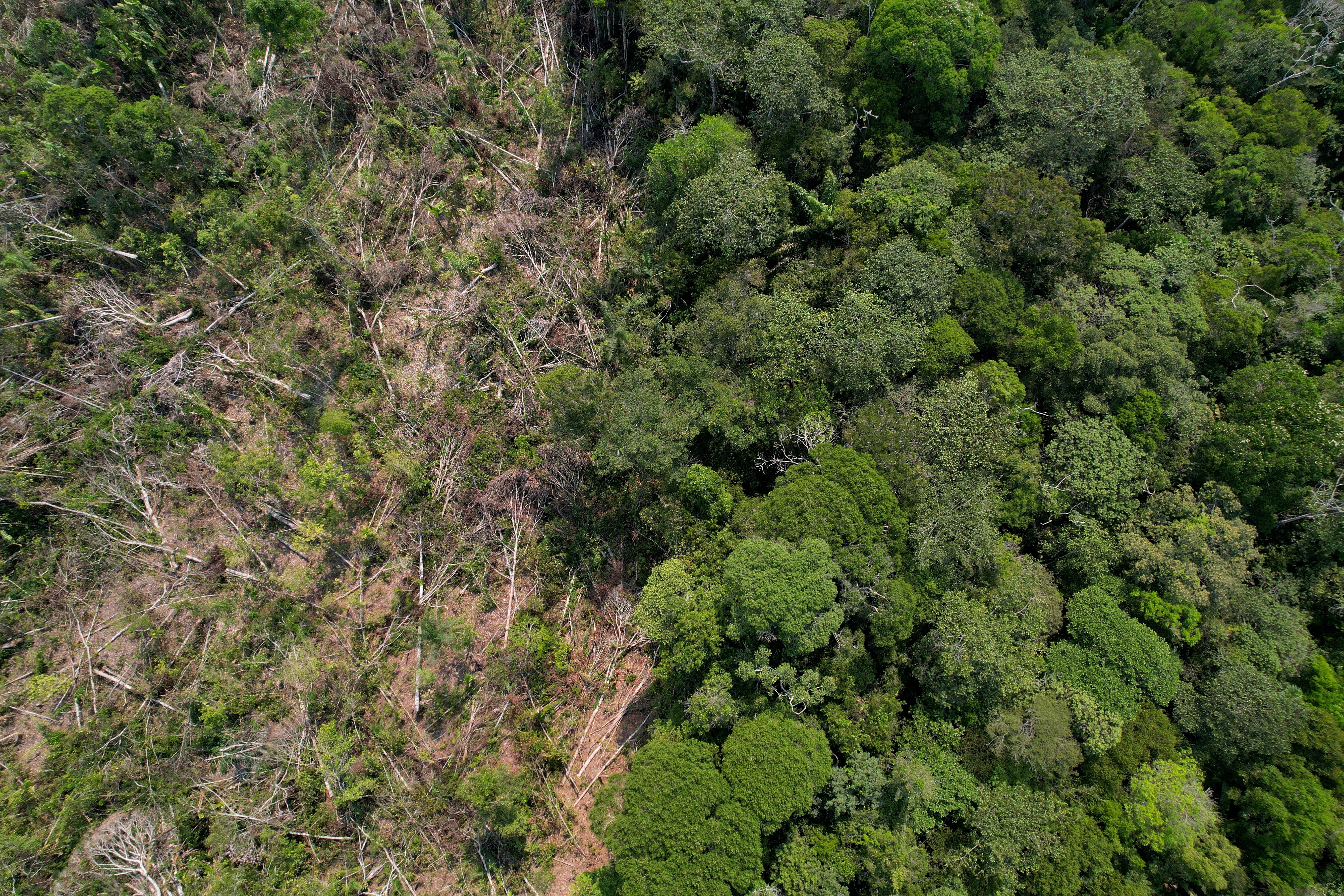 A drone image shows a deforested plot of Brazil’s Amazon rainforest last August. Hundreds of millions of trees have been cut down in the country. Climate change could lead to a ‘large-scale forest collapse,’ scientists said