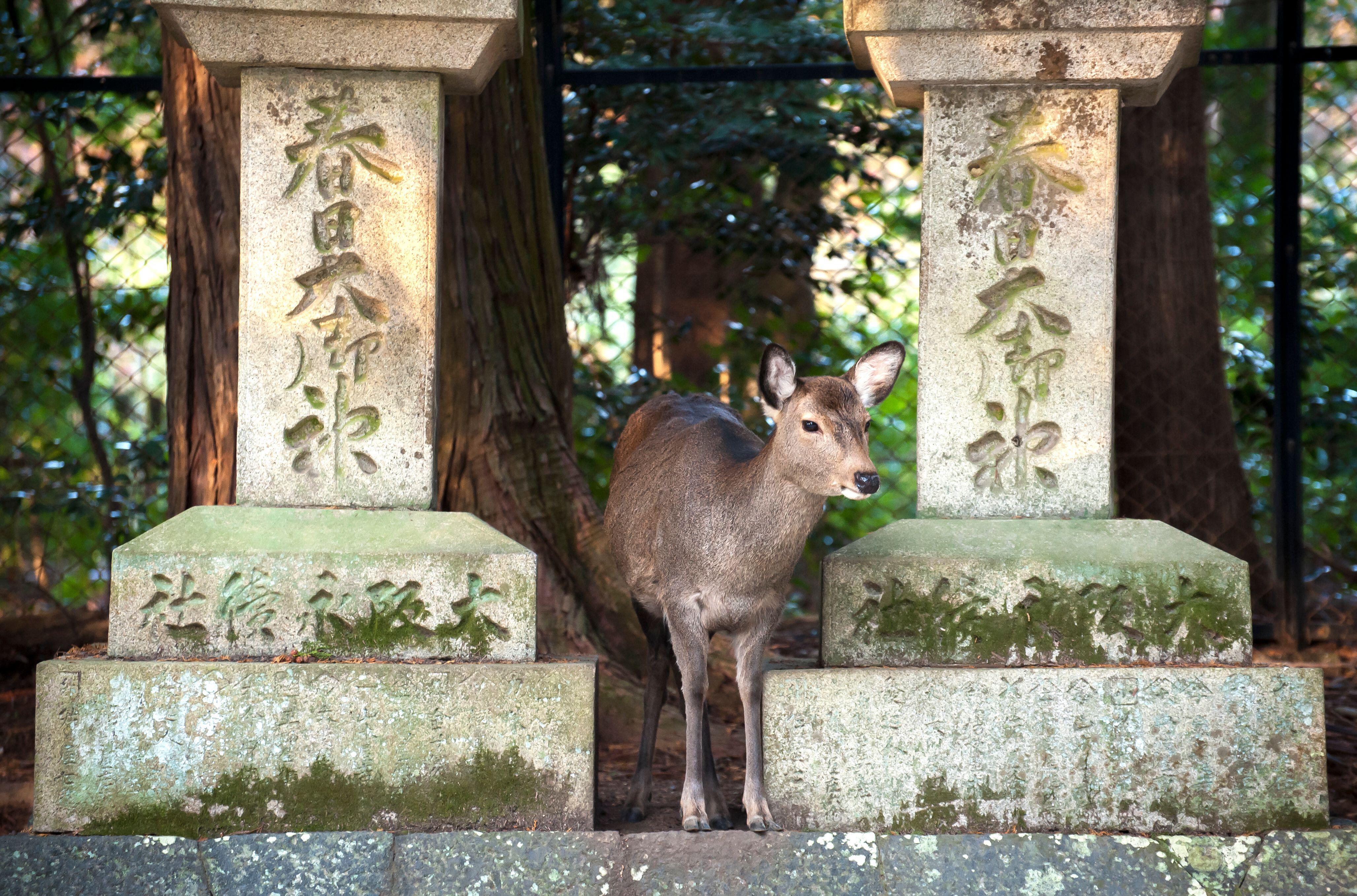 Wild deer at the Kasuga Taisha Shrine in Japan