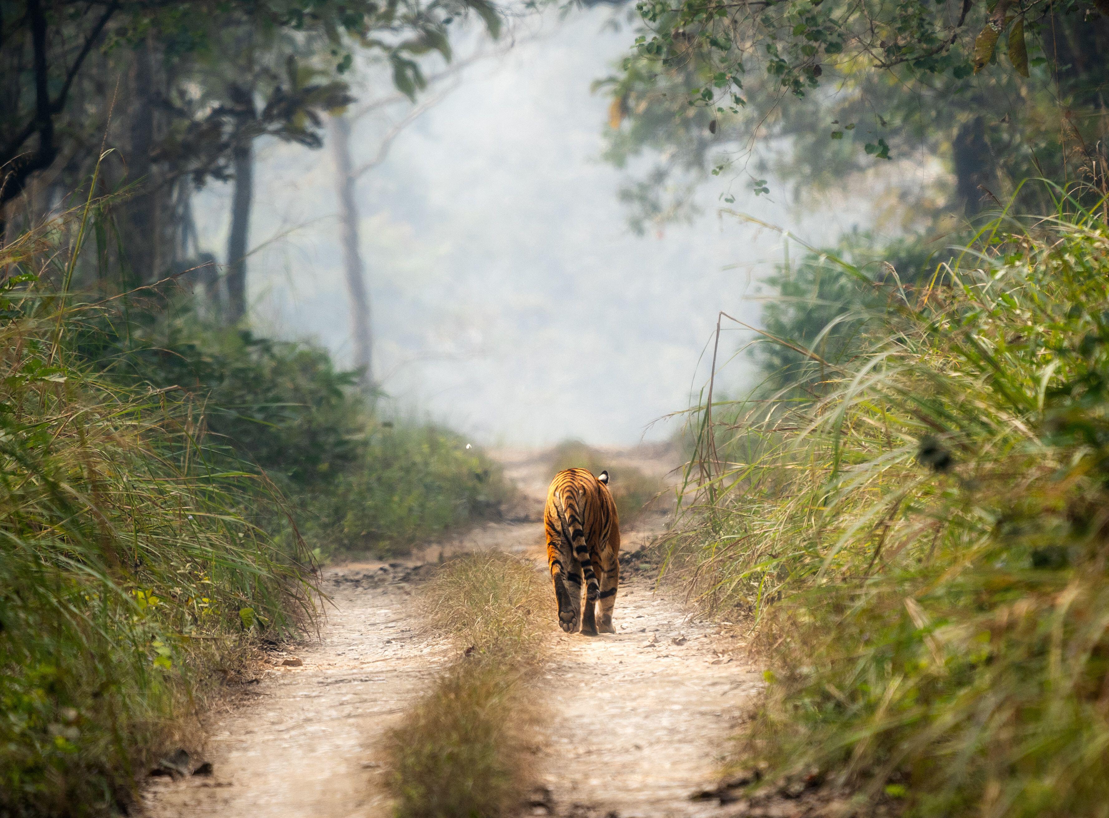 A Bengal tiger walking on a dirt road in Nepal’s Chitwan National Park